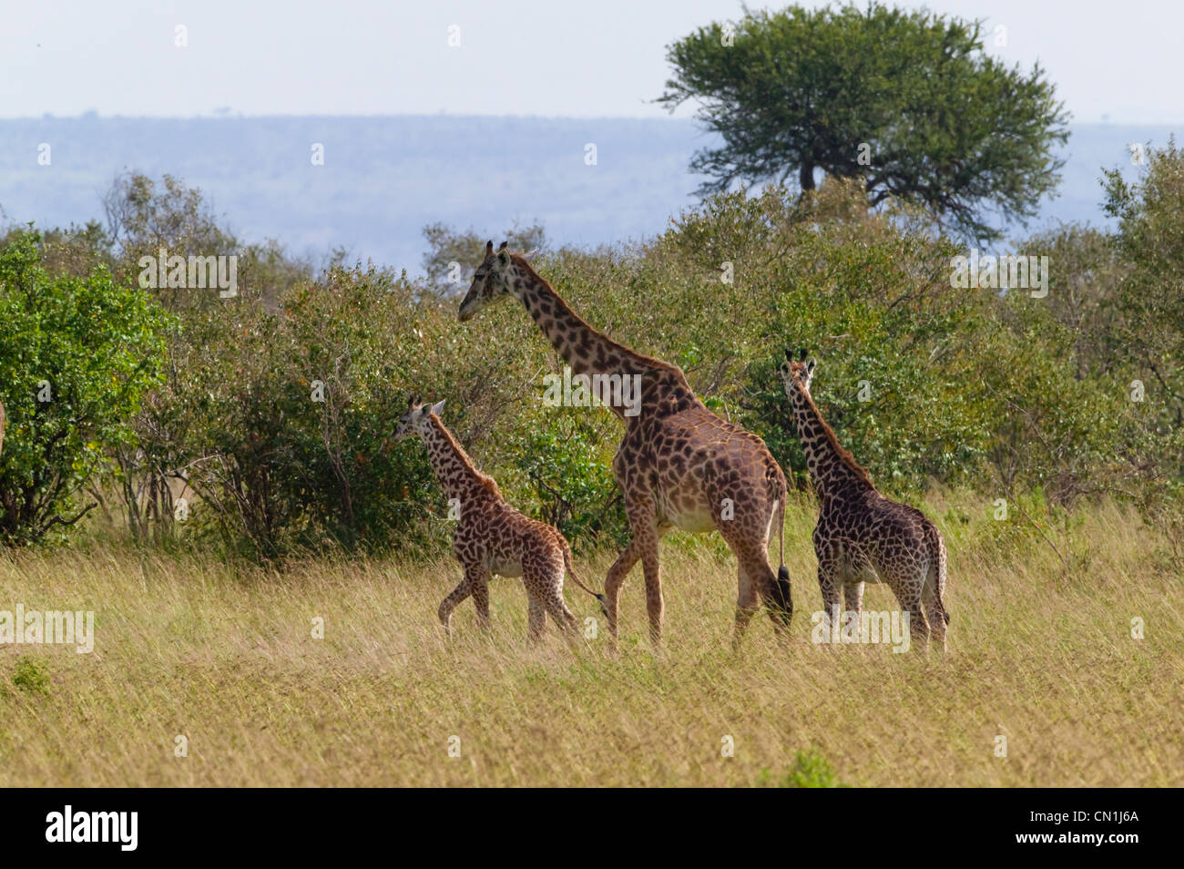 La giraffa famiglia sulla savana, il Masai Mara riserva nazionale, Kenya Foto Stock