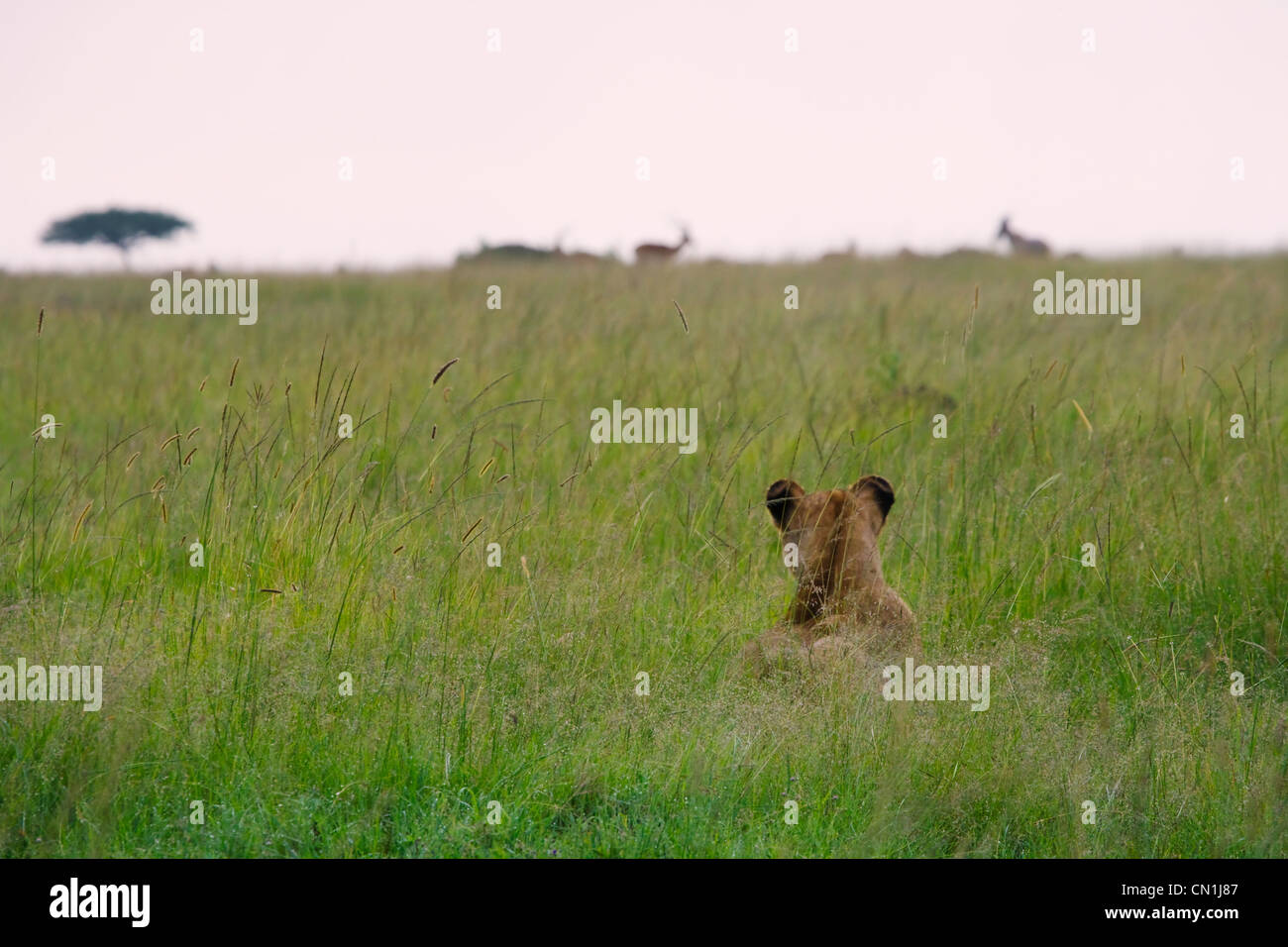 Lion nascondere in erba in attesa di balzare in topi, il Masai Mara riserva nazionale, Kenya Foto Stock