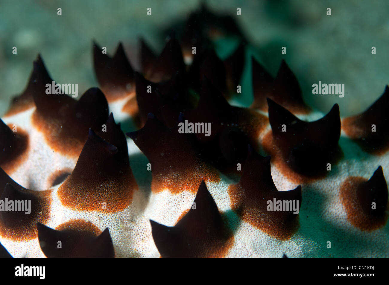 Thorn-starfish Foto Stock