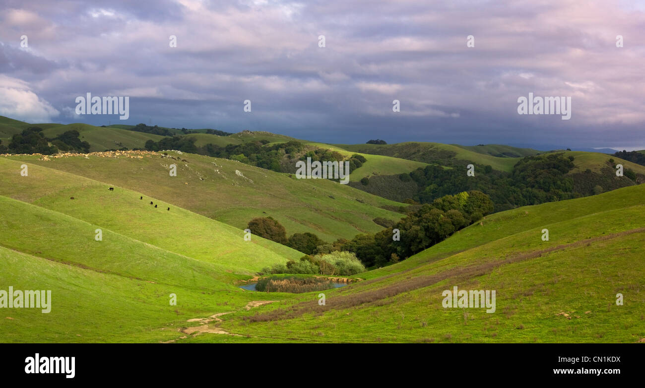 California pastorale collina nel sole primaverile con allevamento di bestiame Foto Stock