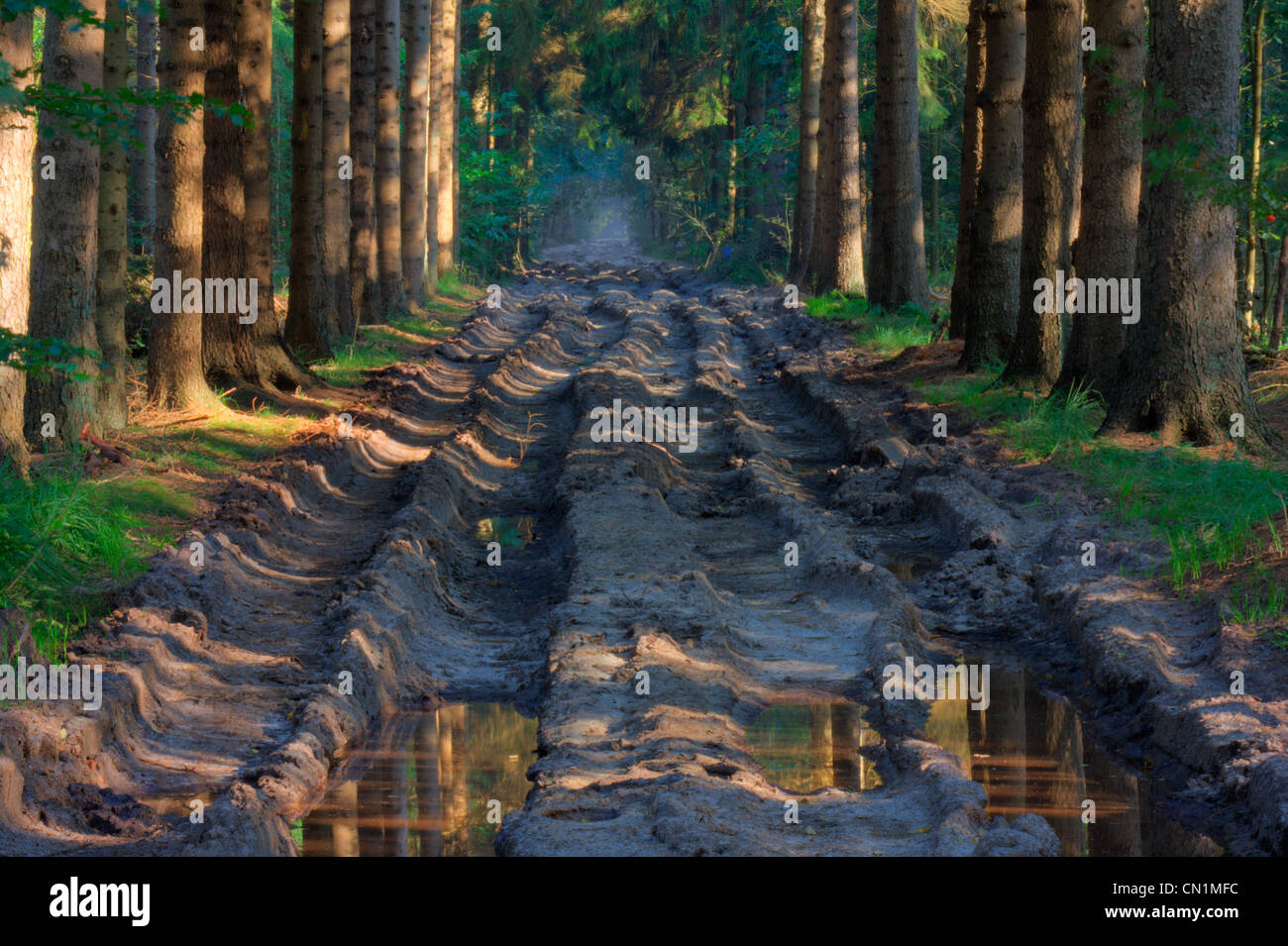 Un sentiero fangoso con tracce di pneumatici in una foresta di pini. Foto Stock