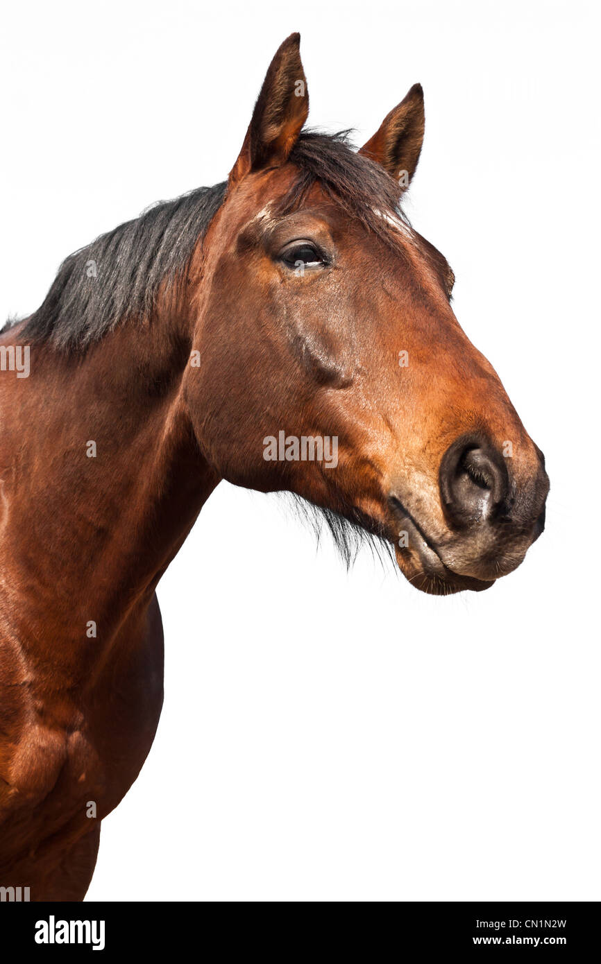 Ritratto di un cavallo marrone isolati su sfondo bianco. Foto Stock