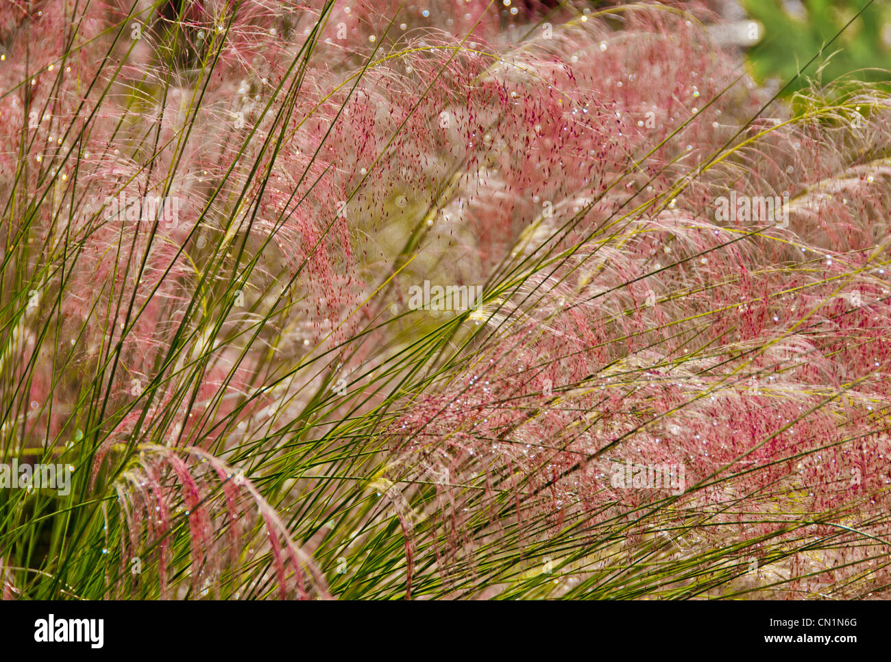 Rosa muhly erba, Muhlenbergia capillaris, Gainesville, Florida, Stati Uniti d'America Foto Stock
