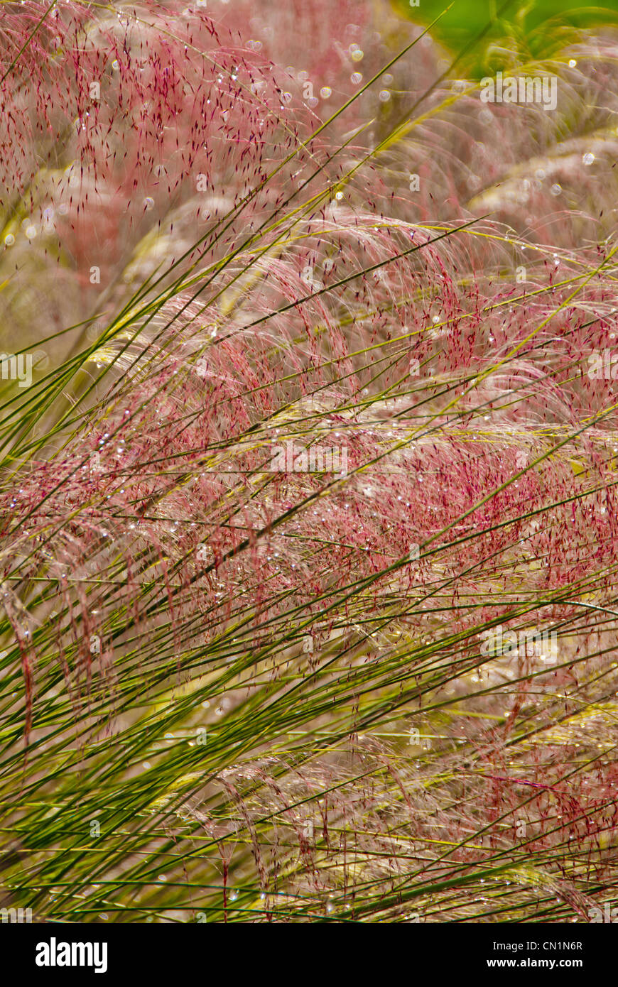 Rosa muhly erba, Muhlenbergia capillaris, Gainesville, Florida, Stati Uniti d'America Foto Stock