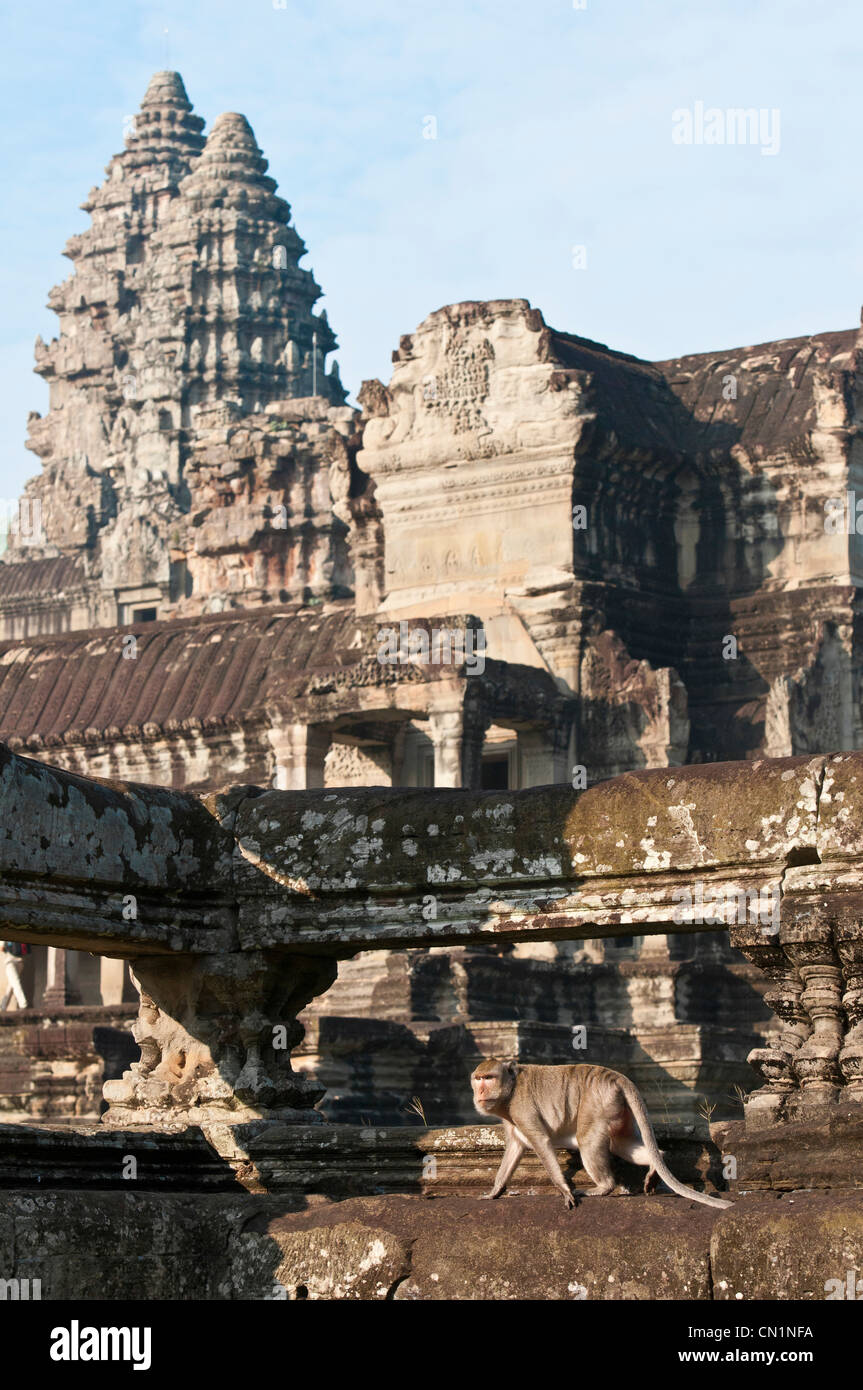 Cambogia Siem Reap provincia, i templi di Angkor complessa, scimmia in Angkor Wat sito Foto Stock
