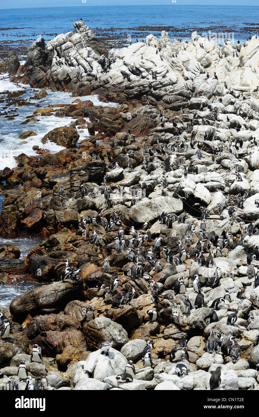 African colonia di pinguini in Stoney Point su Betty's Bay, Western Cape, Sud Africa Foto Stock