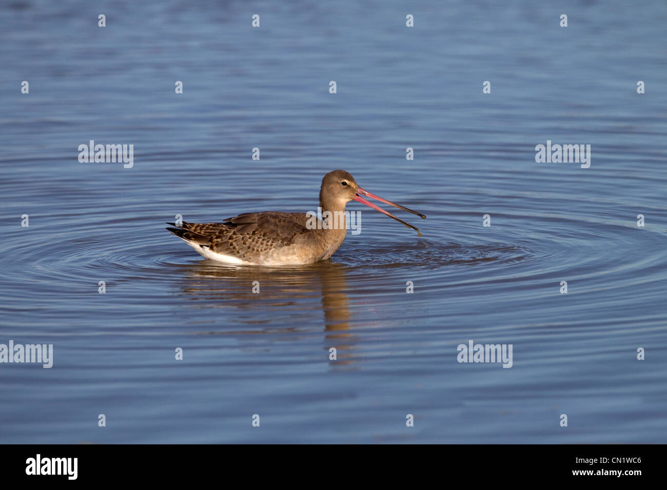Nero-tailed Godwit Limosa limosa wading autunno Foto Stock