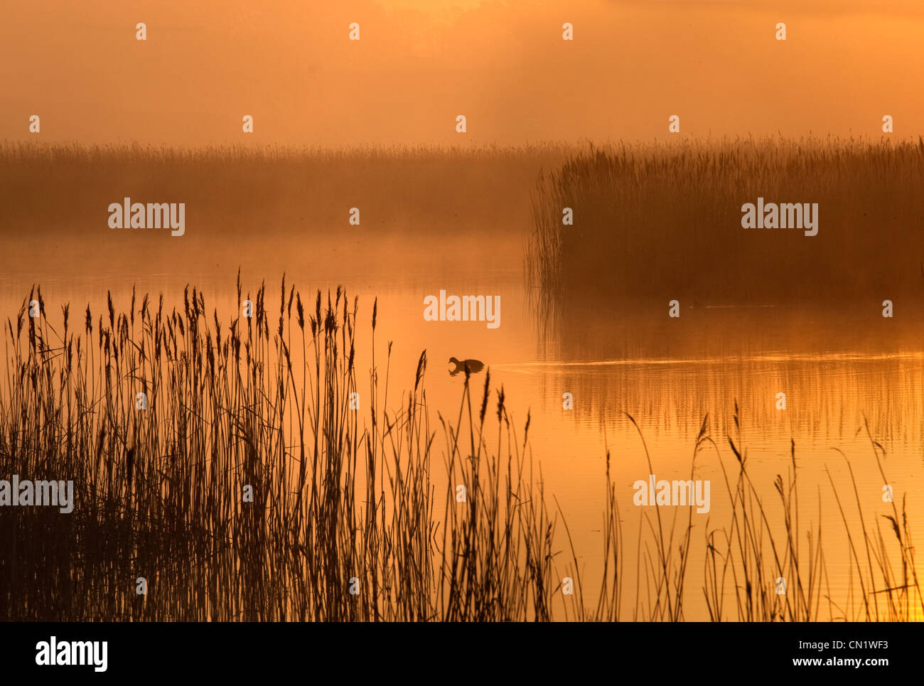 Coot e canneti Misty evening Cley Norfolk Foto Stock