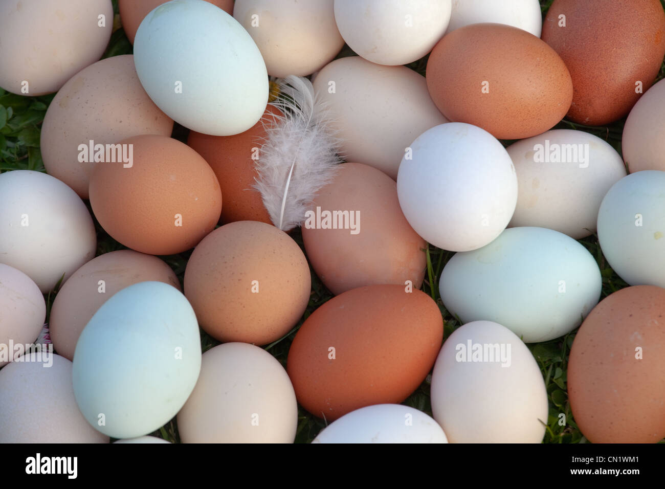 Nuova posa free-range uova di galline da varie razze Foto Stock