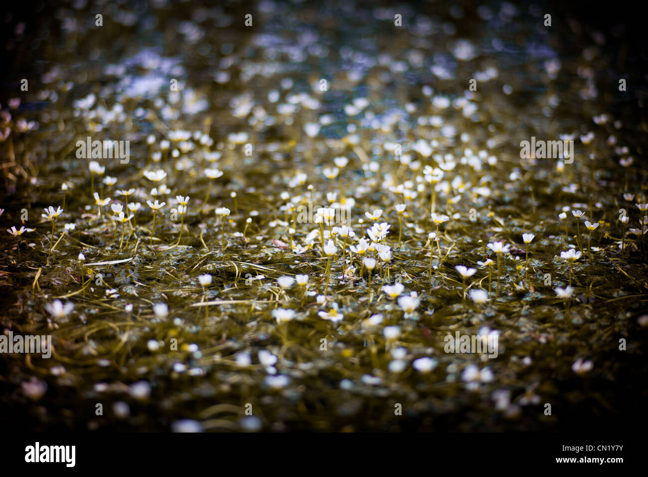 Piccoli fiori bianchi sulla superficie dell'acqua Foto Stock