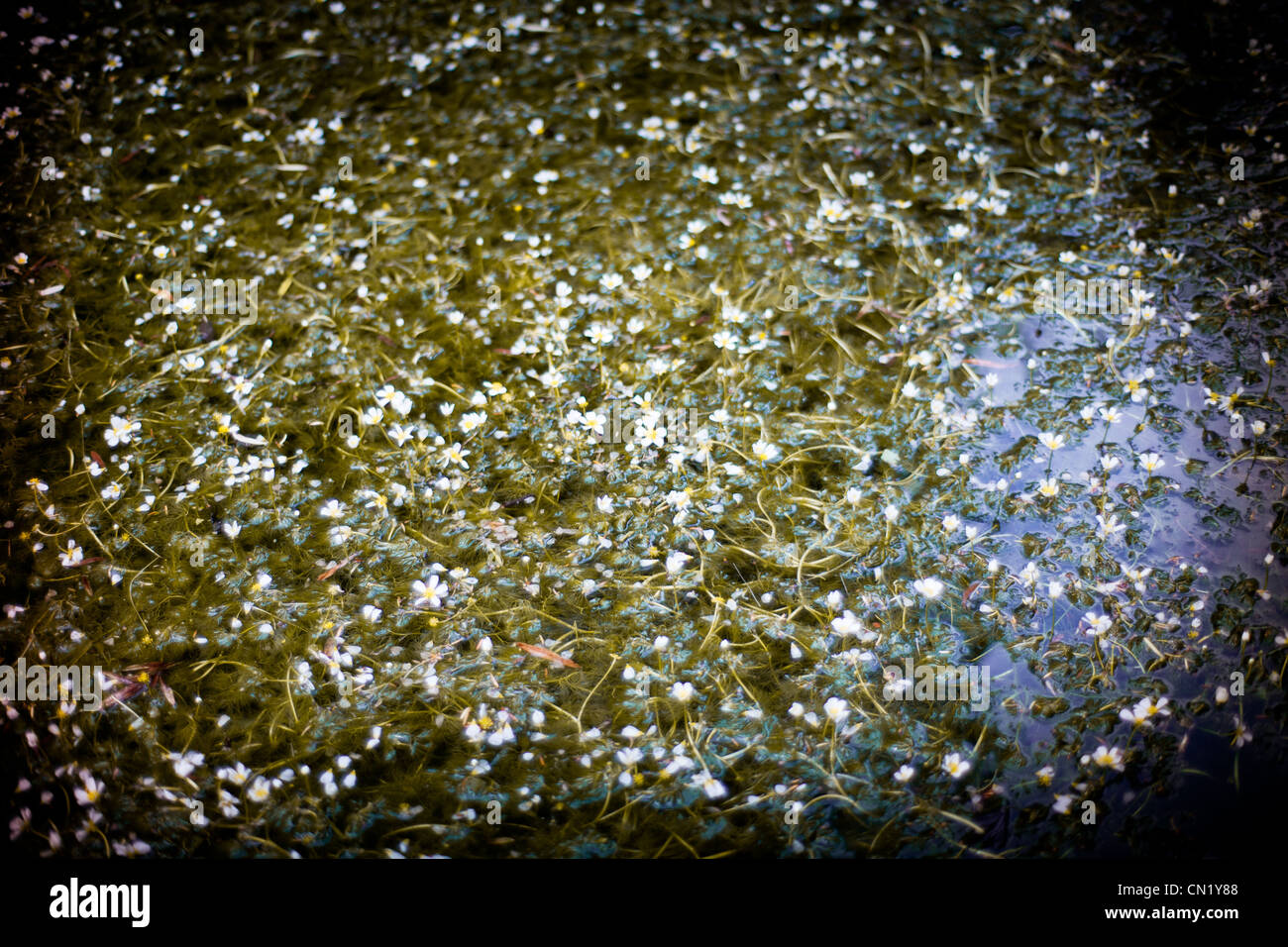 Piccoli fiori bianchi sulla superficie dell'acqua Foto Stock