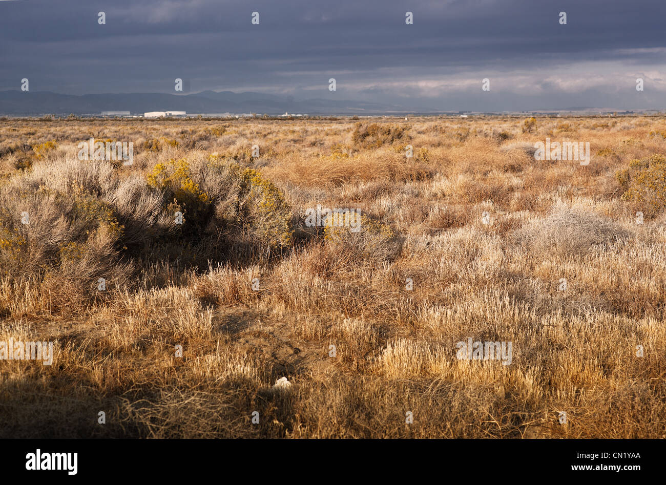 Paesaggio desertico della California meridionale Foto Stock