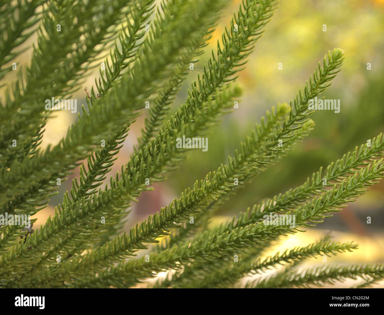 Le foglie del pino Foto Stock