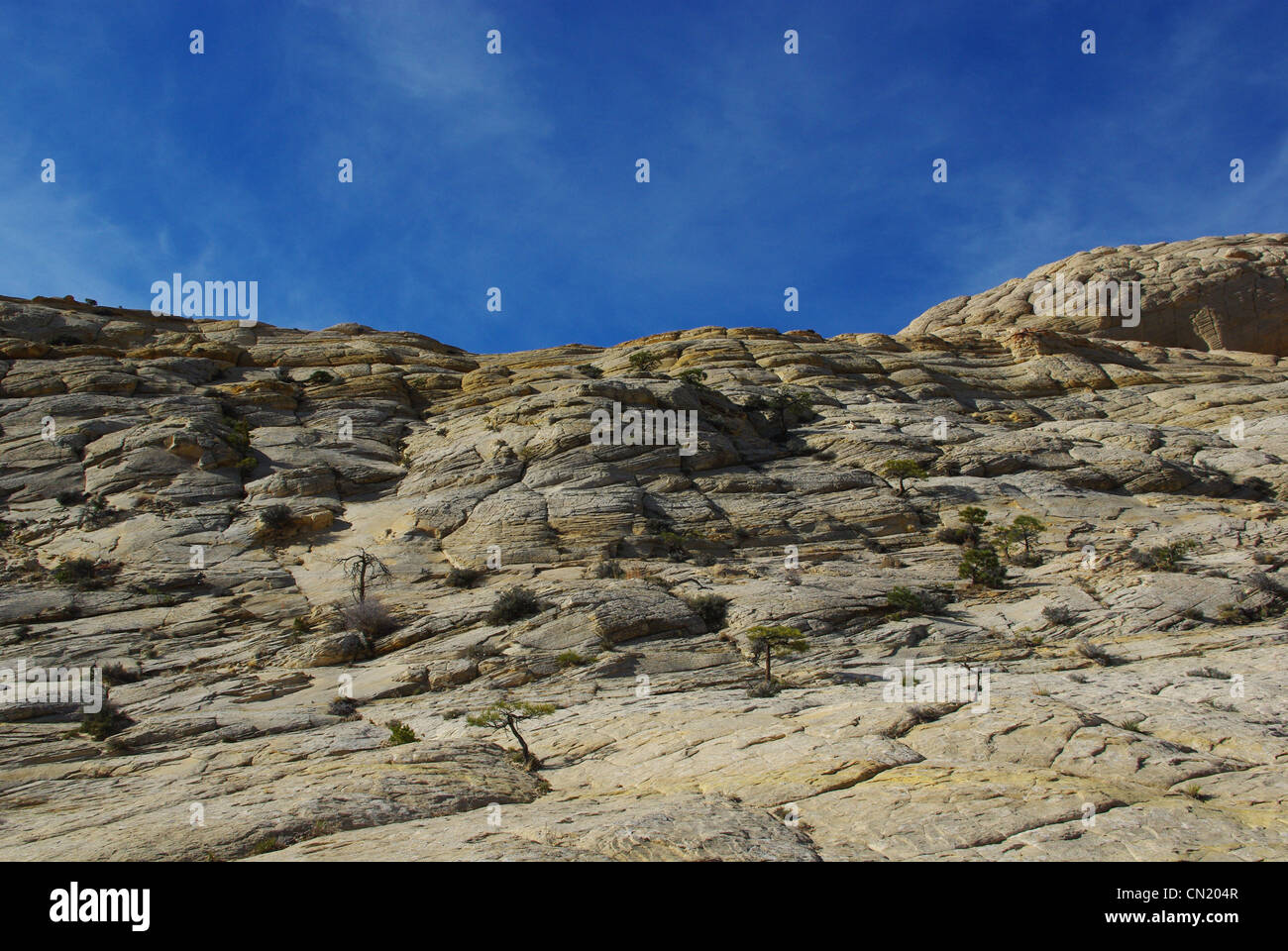 Alberi fuori di più livelli di rock hill, Grand Stair Escalante National Monument, Utah Foto Stock