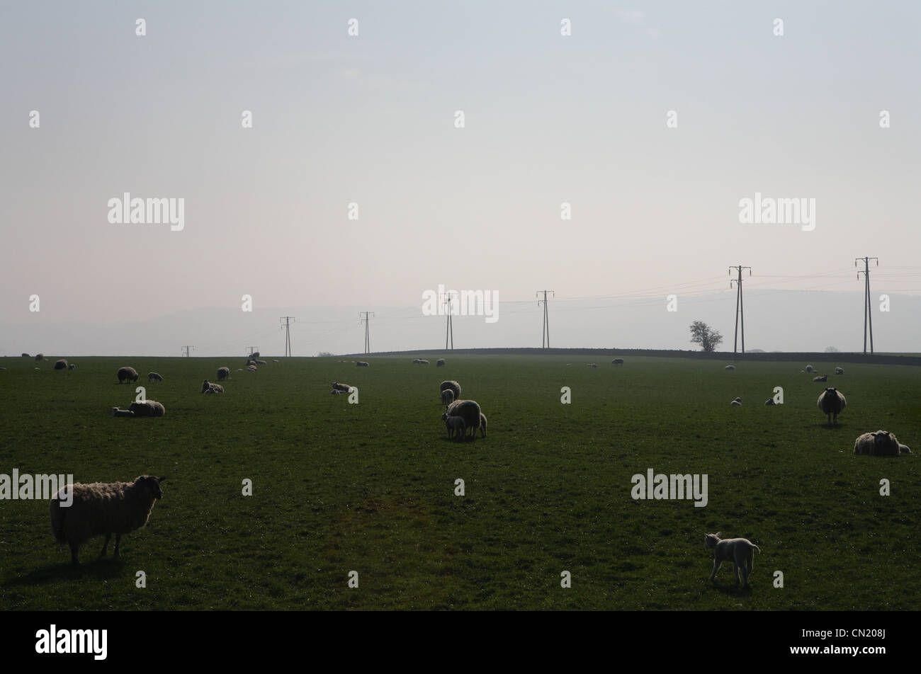 Pecore in campo, nord-est Inghilterra, Regno Unito Foto Stock