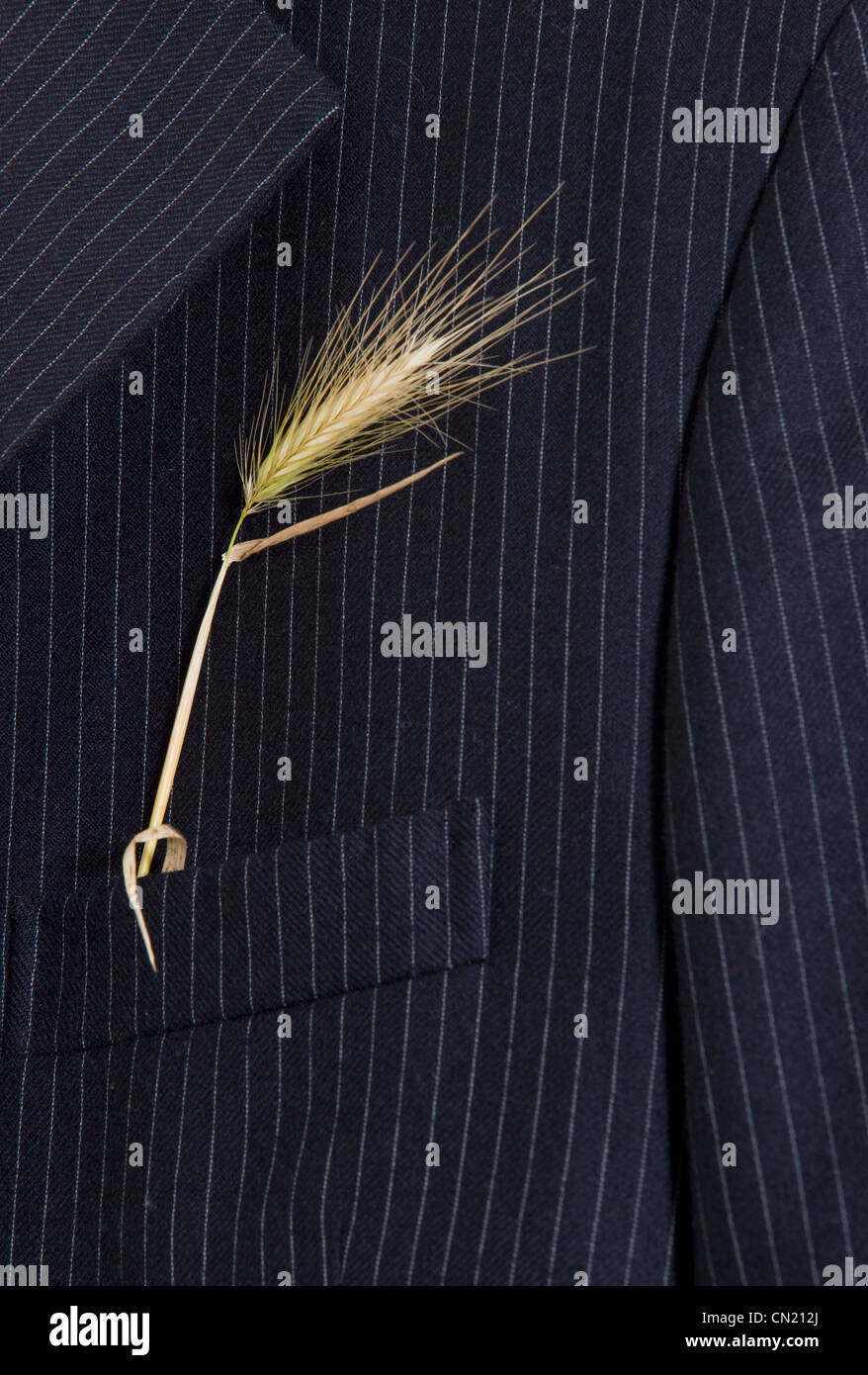 Abito gessato giacca con spiga del granoturco Foto Stock