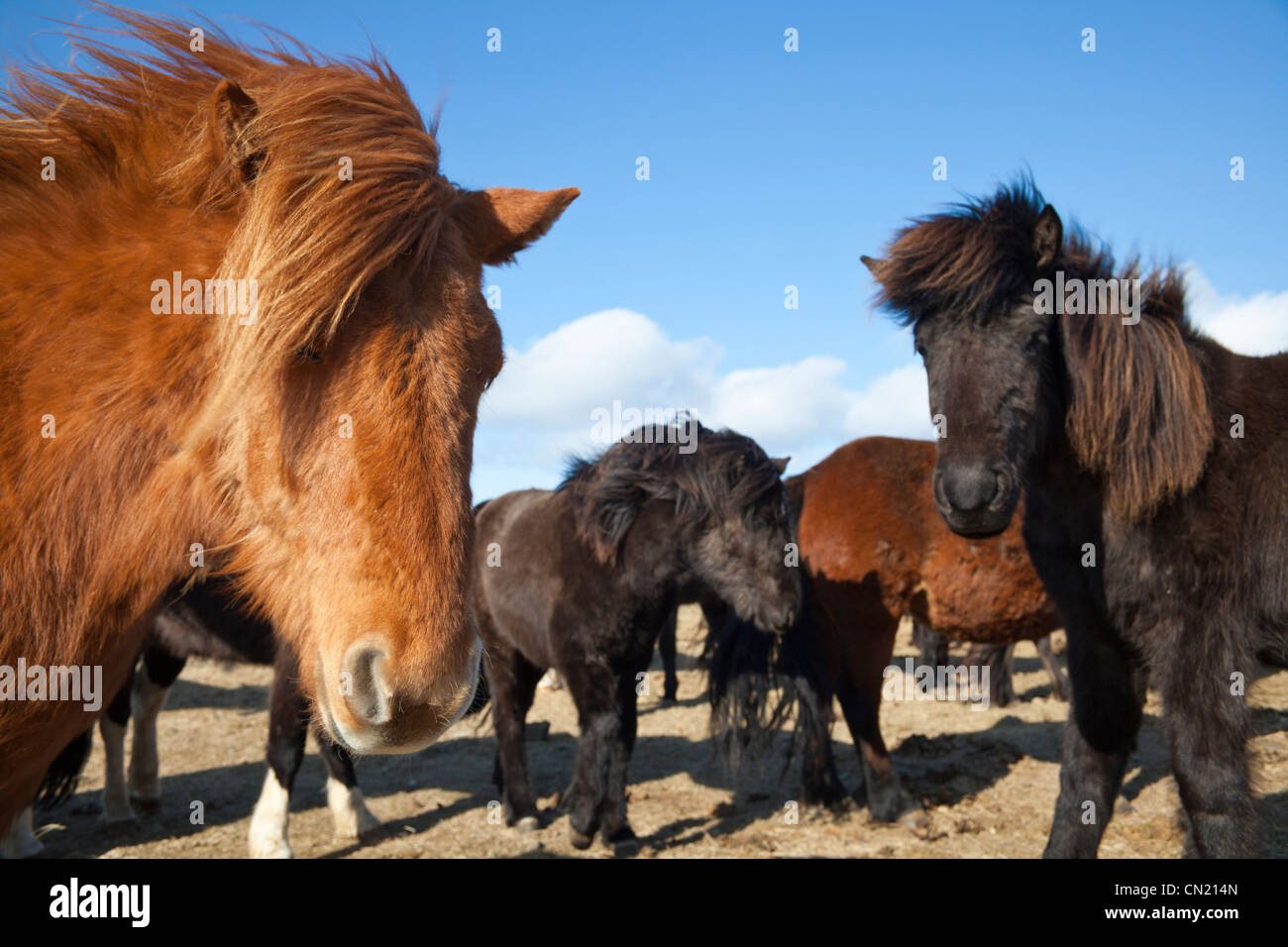 Cavalli islandesi, Islanda Foto Stock