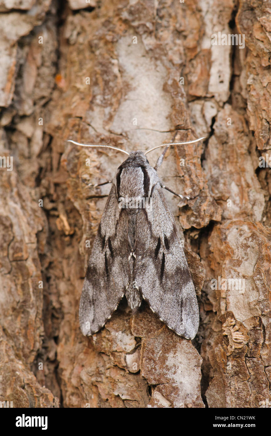 Pino (Hawknoth Hyloicus pinastri) su pino corteccia mimetizing durante il giorno. Foto Stock
