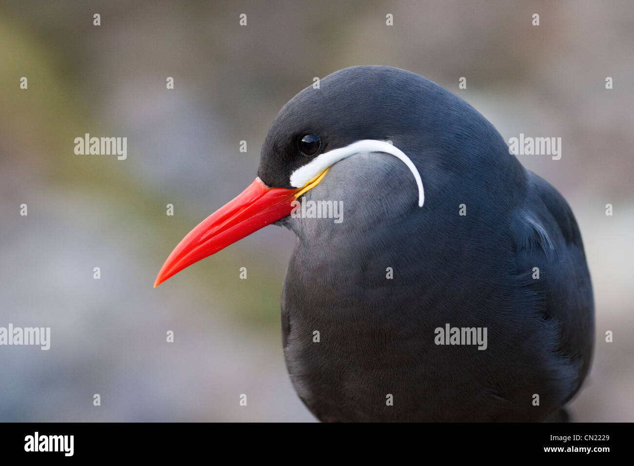 Uccello di terna inca - Larosterna inca Foto Stock