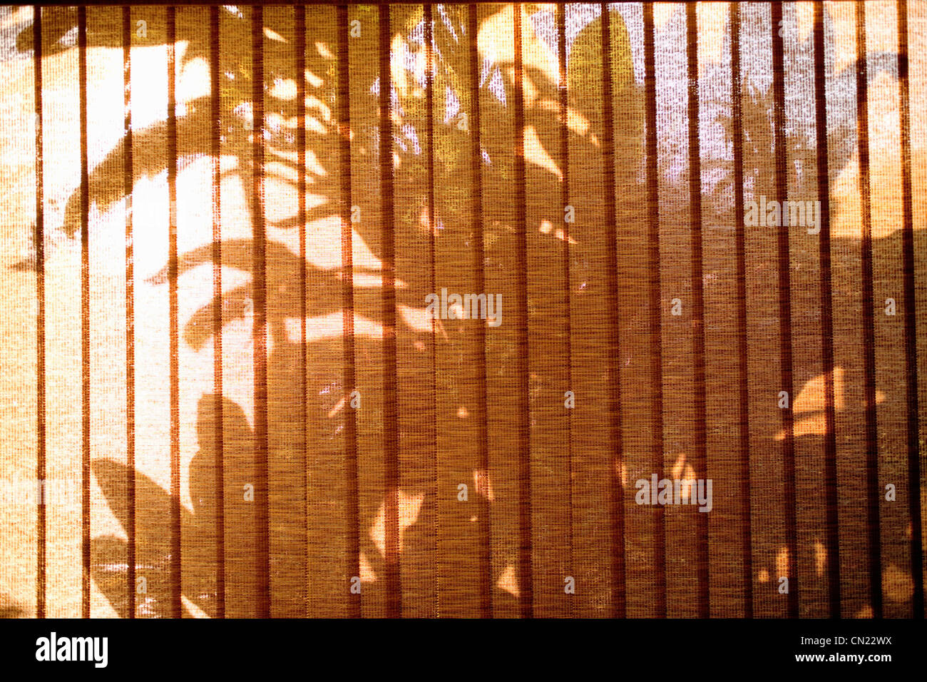 Palm tree ombre visto attraverso le persiane della finestra Foto Stock