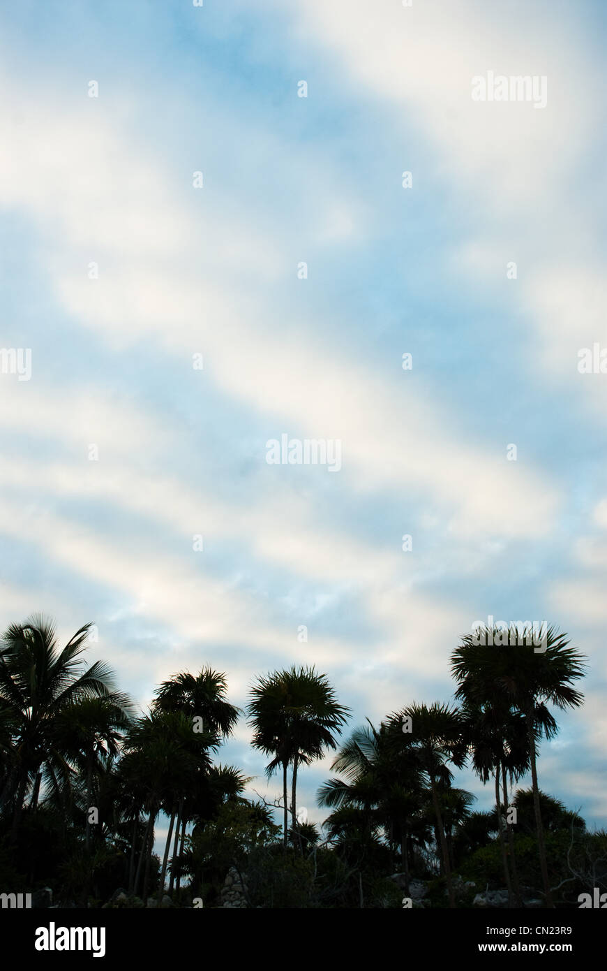 Gli alberi di palma, Tulum, Messico Foto Stock