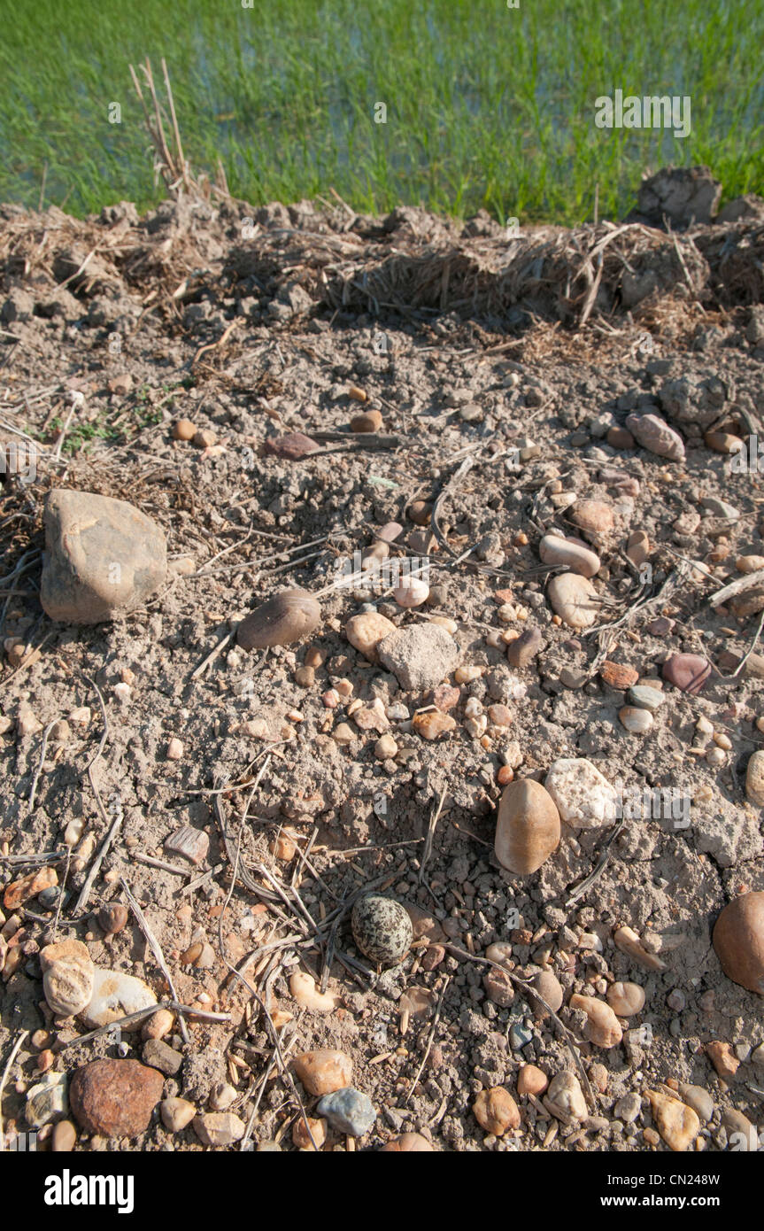 Plover nido con uova, solitamente prevista in massa semplici aree depresse, nel mezzo di una strada, Doñana, Spagna Foto Stock