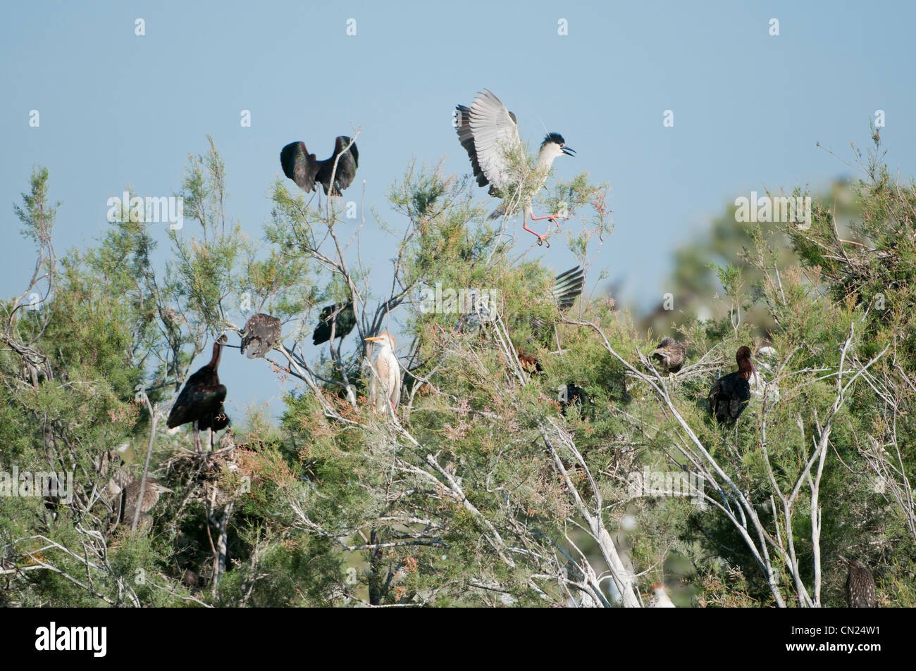 Struttura collettiva nidificazione di numerose zone umide di specie di uccelli, Lucio de la FAO, Doñana in Spagna Foto Stock