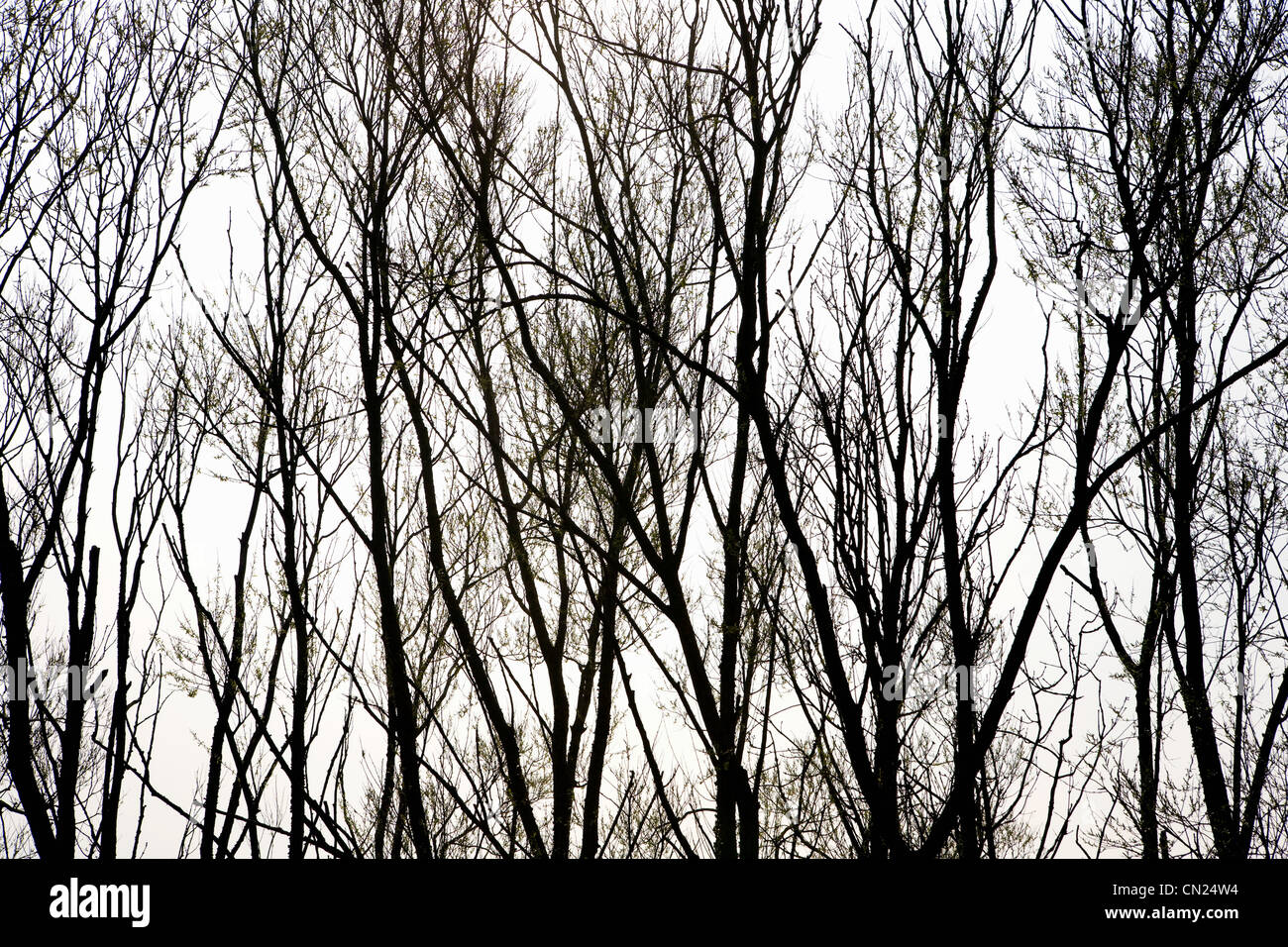 Silhouette di alberi Foto Stock