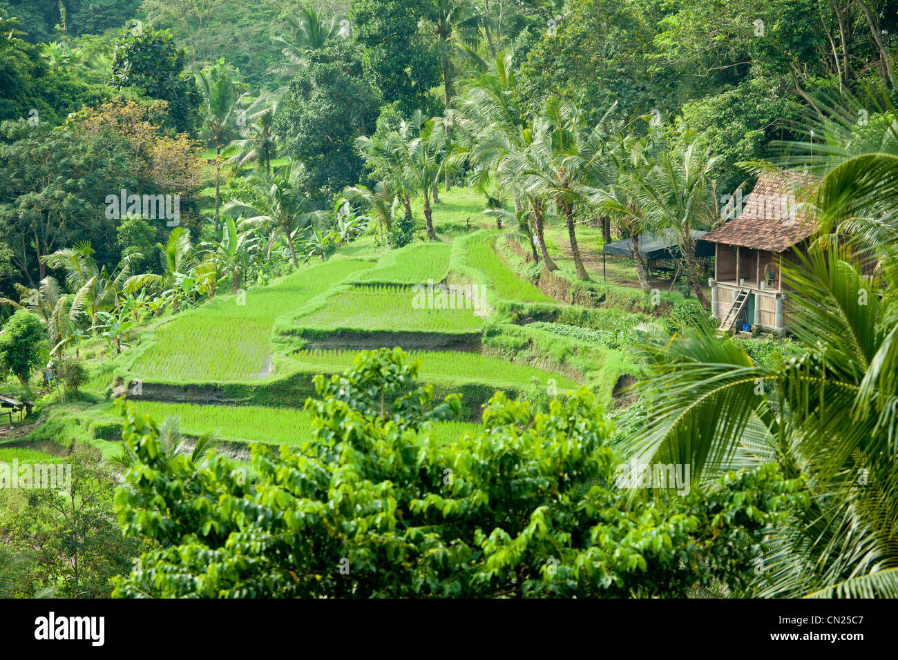 I campi di riso Bali Indonesia Foto Stock