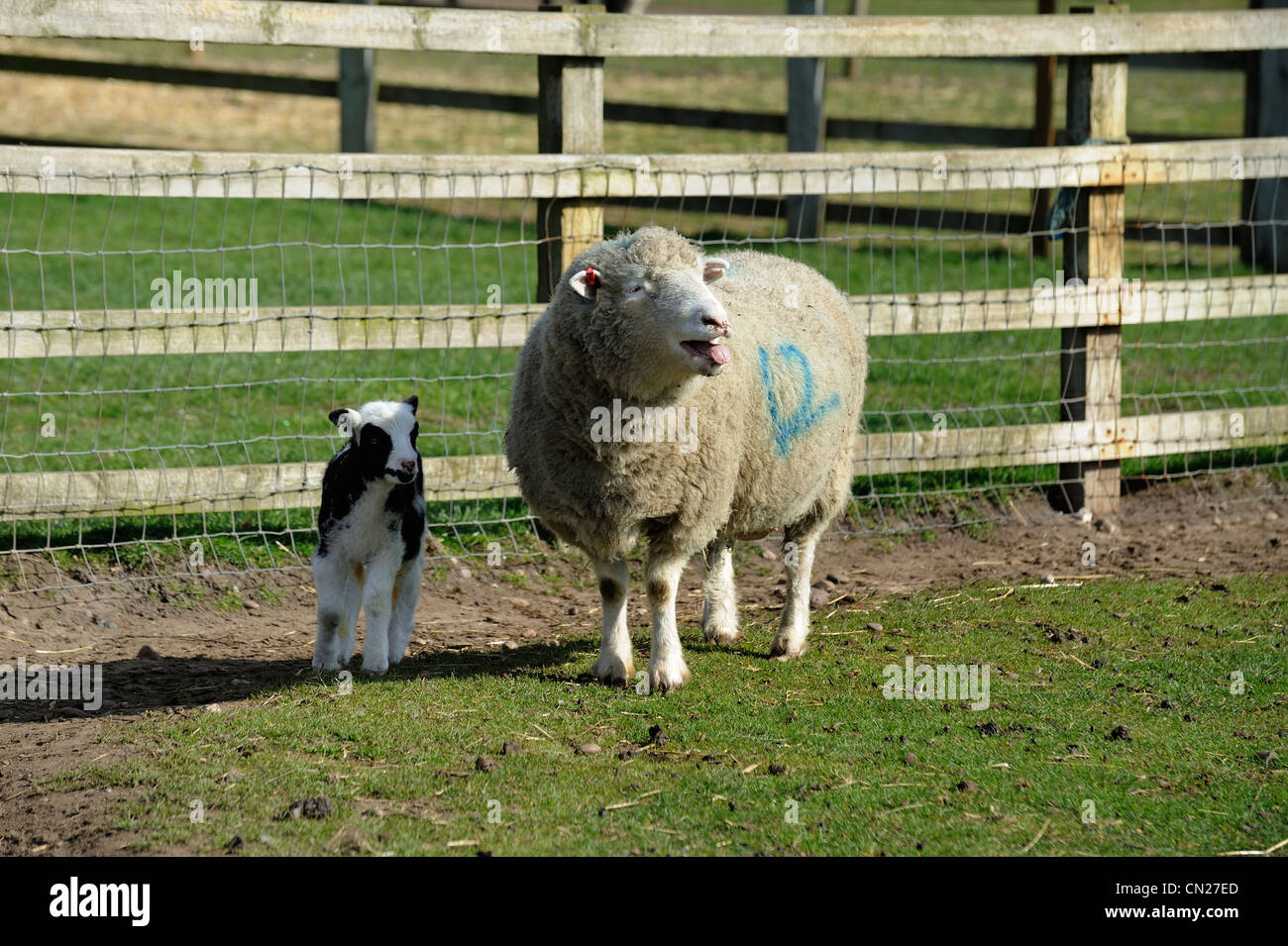 Pecora e agnello neonato con panda nero occhio England Regno Unito Foto Stock