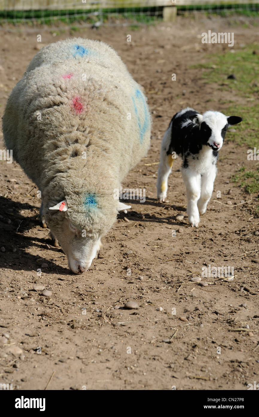 Pecora e agnello neonato con panda nero occhio England Regno Unito Foto Stock