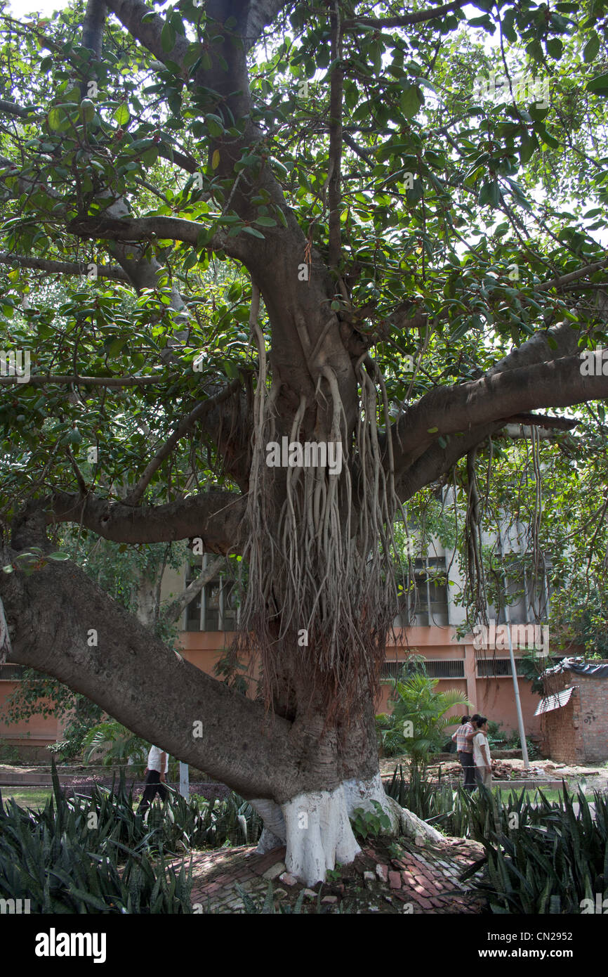 Le radici di un grande albero interno Jallianwala Bagh. Queste radici provengono dai rami e fornire stabilità alla struttura ad albero Foto Stock