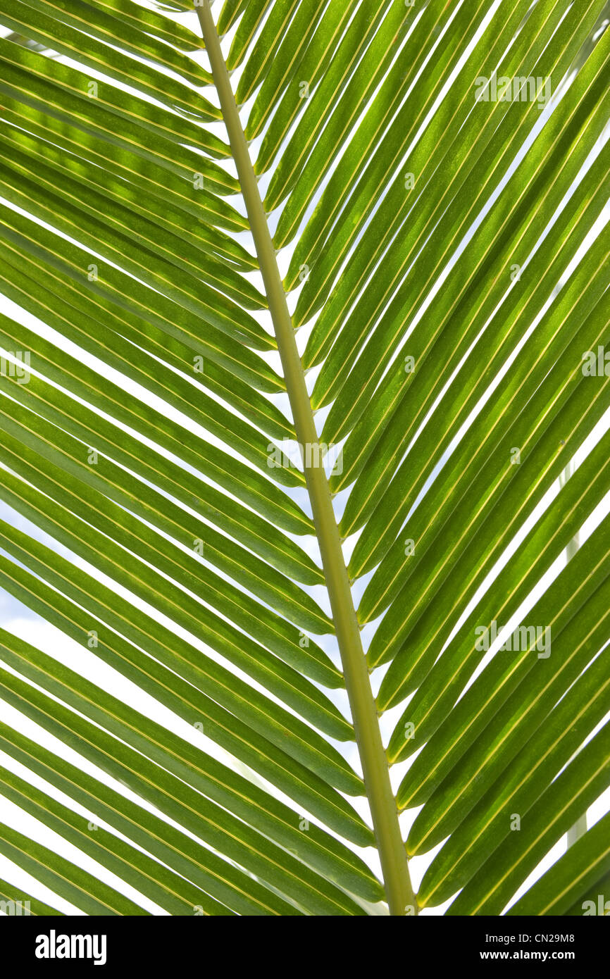 Foglia di Palma, vicino fino Foto Stock