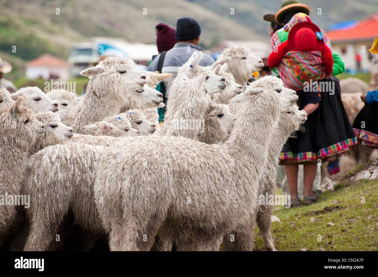 Il Perù, provincia di Cuzco, Inca Sacred Valley, San Ilario, mercato del bestiame, gruppo di lama (alpaca) Foto Stock