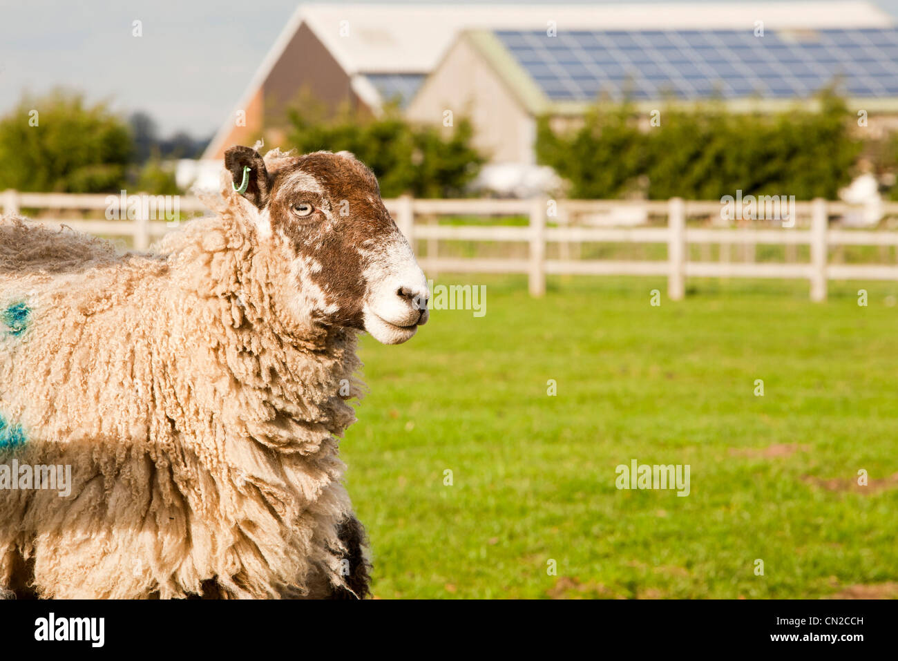 A 35 Kw pannello solare sistema su un tetto di un fienile in una fattoria in Leicestershire, Regno Unito con le pecore e gli agnelli in primo piano. Foto Stock