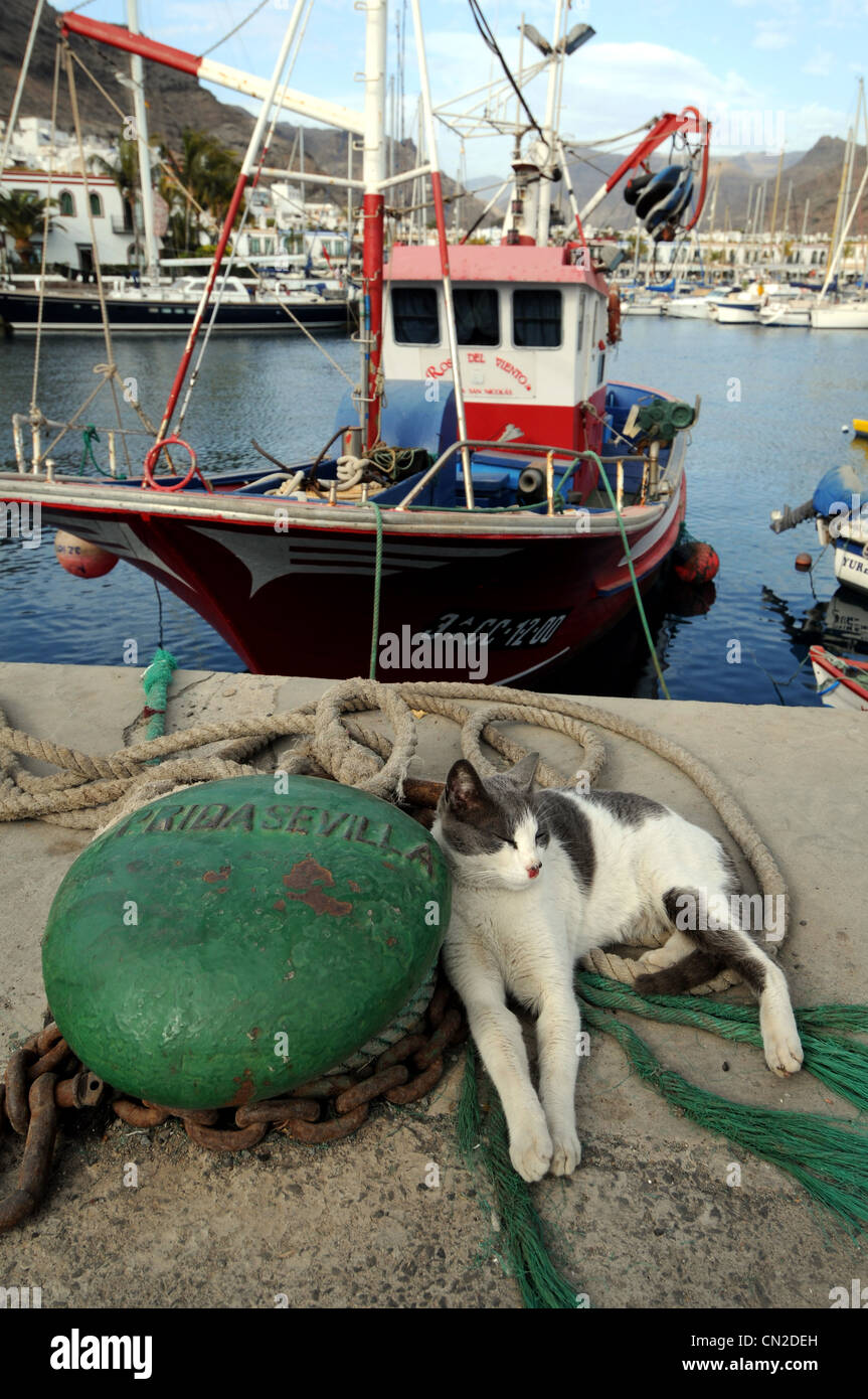 Puerto de Mogán, gatto dorme sul harbourside, Puerto de Mogan, Gran Canaria Isole Canarie Foto Stock