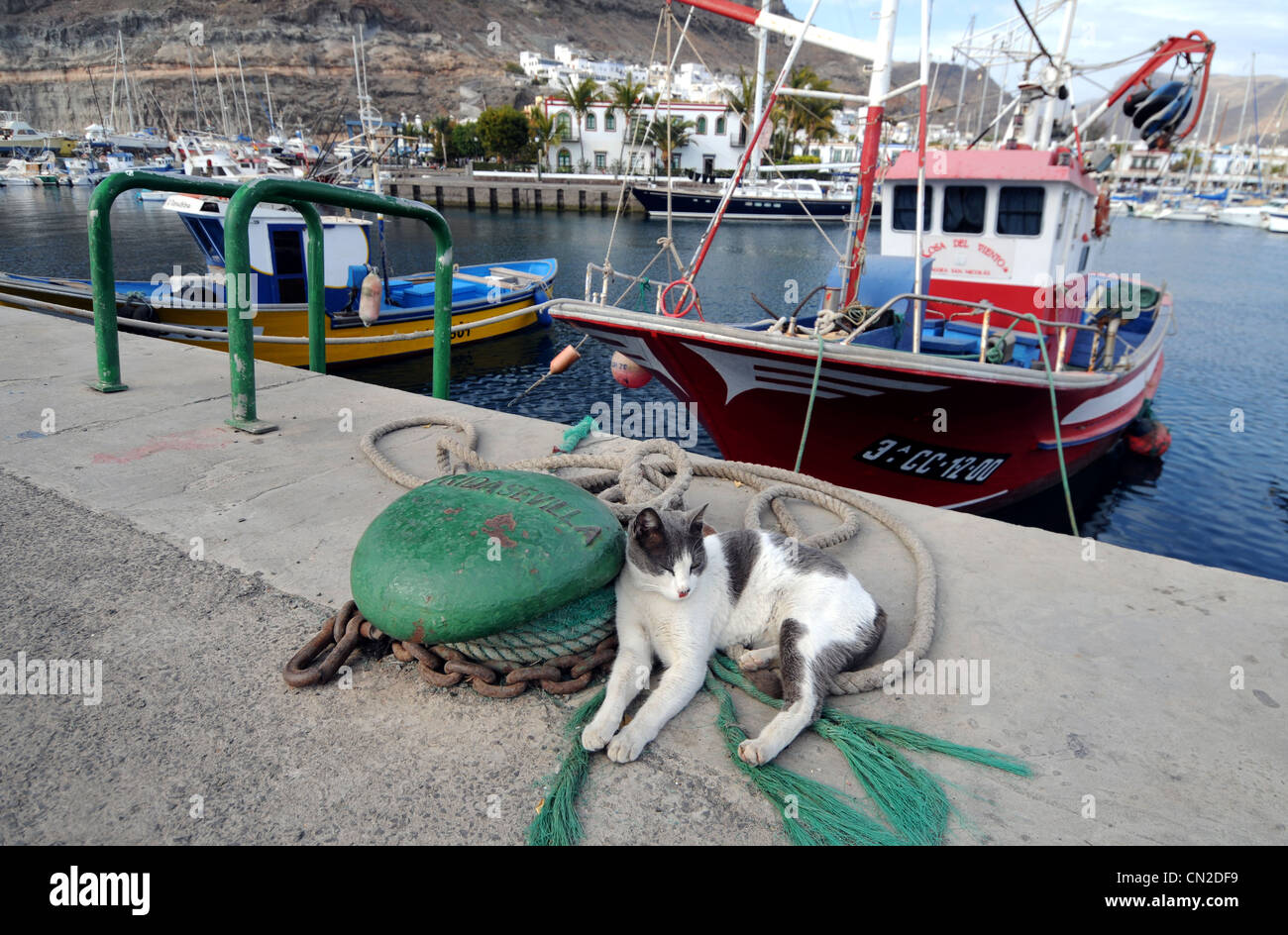 Puerto de Mogán, gatto dorme sul harbourside, Puerto de Mogan, Gran Canaria Isole Canarie Foto Stock