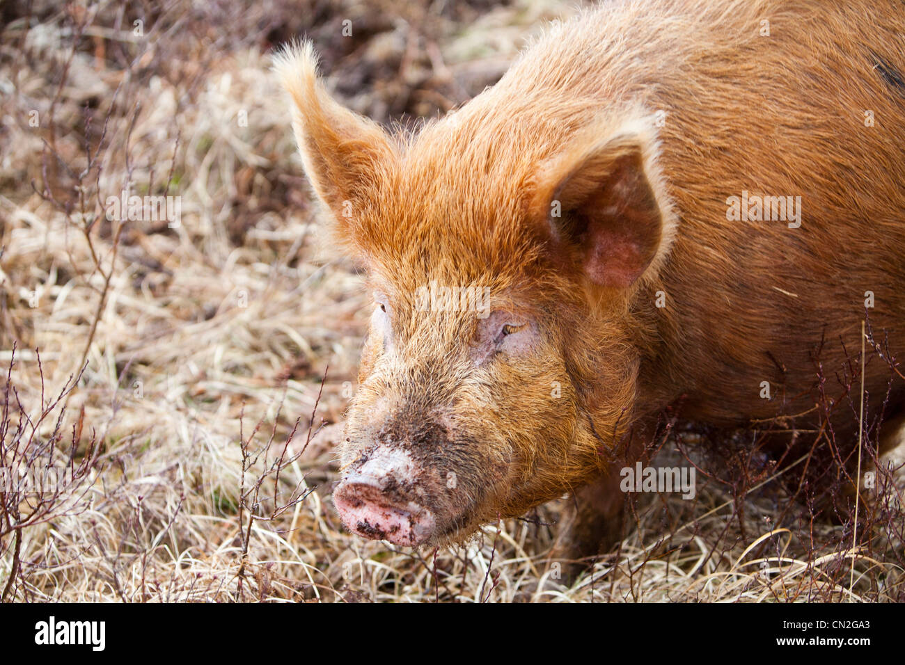 Un intervallo libero sul maiale Raasay, Scotland, Regno Unito. Foto Stock