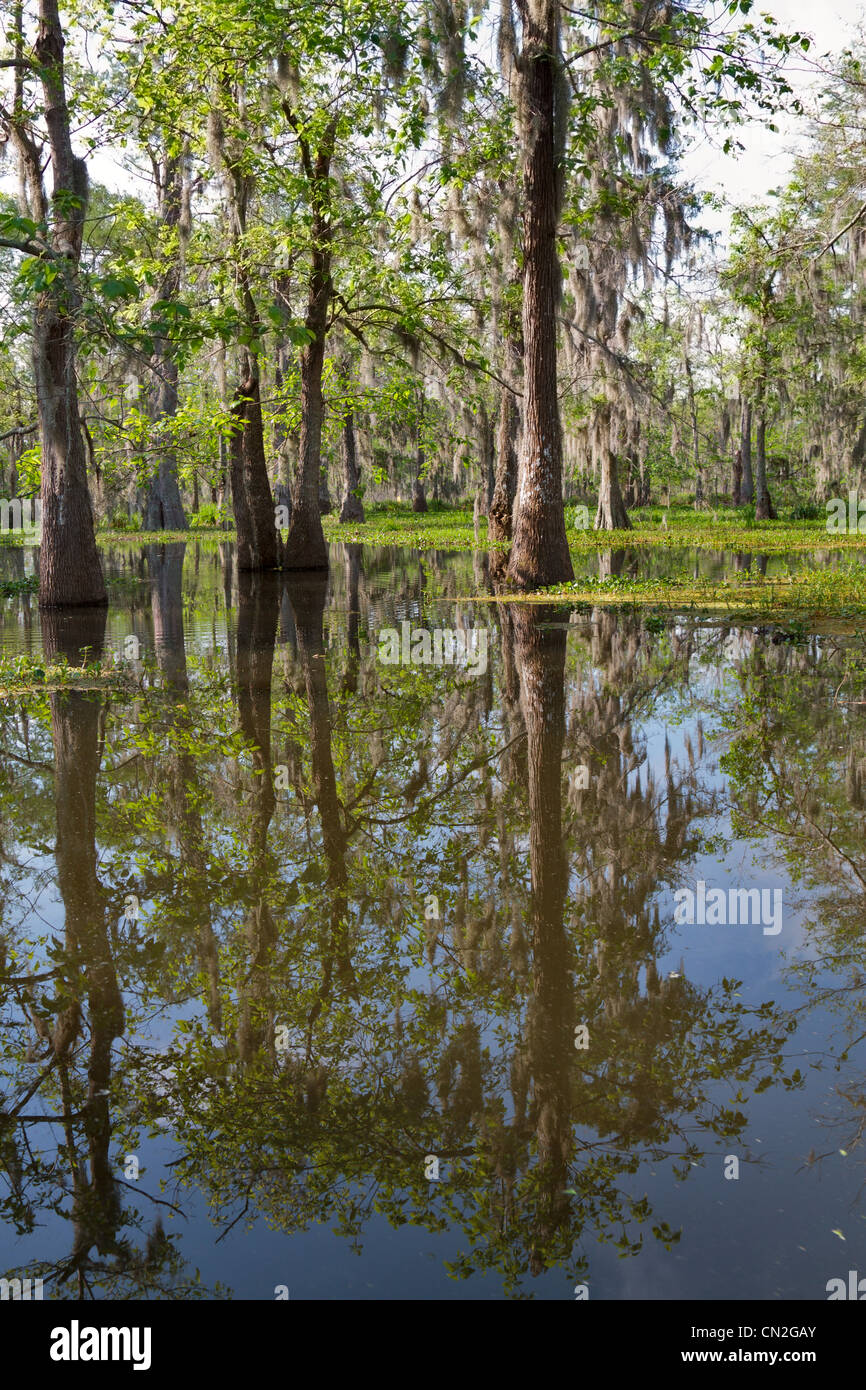 Bald cipressi e giacinto di acqua nel Lago di Martin, Louisiana. Muschio spagnolo oscuranti gli alberi nella palude. Foto Stock
