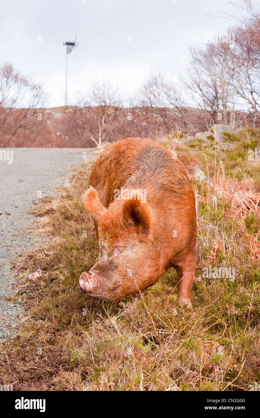 Un intervallo libero sul maiale Raasay, Scotland, Regno Unito. Foto Stock