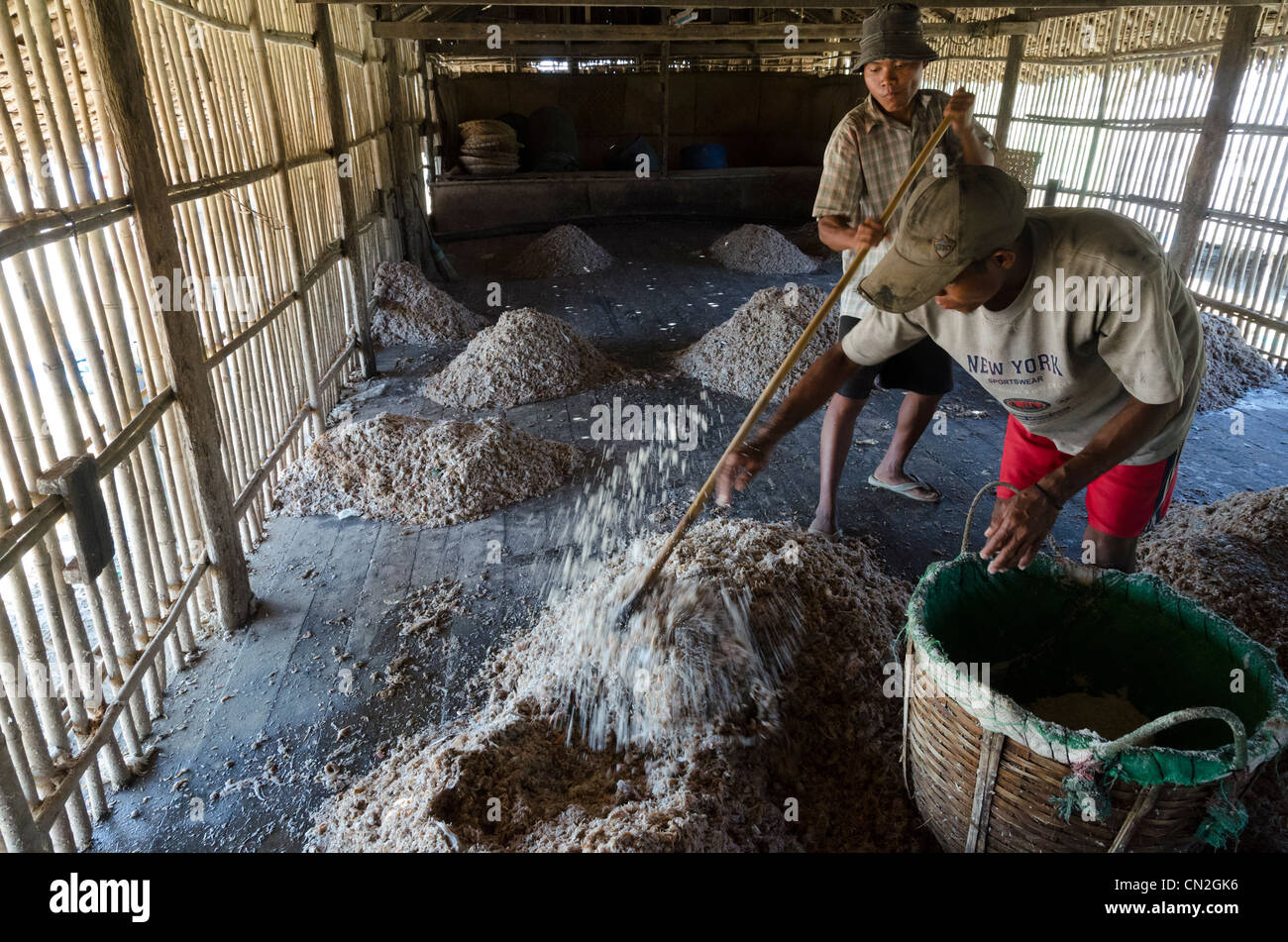 Processo di salagione dei prodotti della pesca in attività di pesca in fattoria. Delt Irrawaddy. Myanmar. Foto Stock