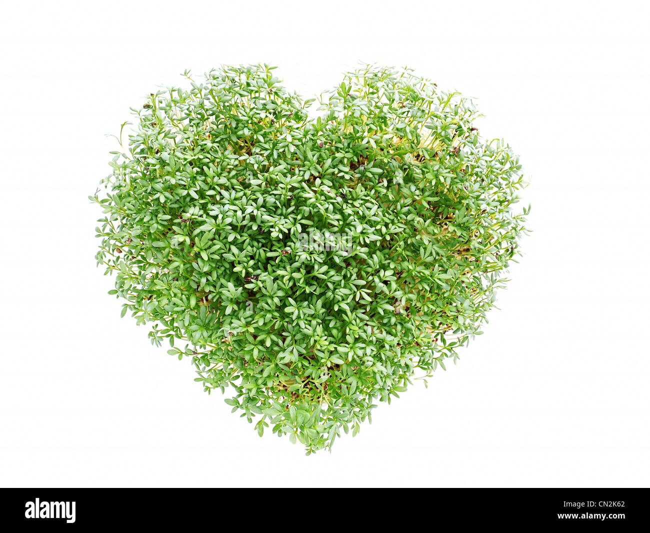A forma di cuore dalla pianta di crescione su bianco Foto Stock