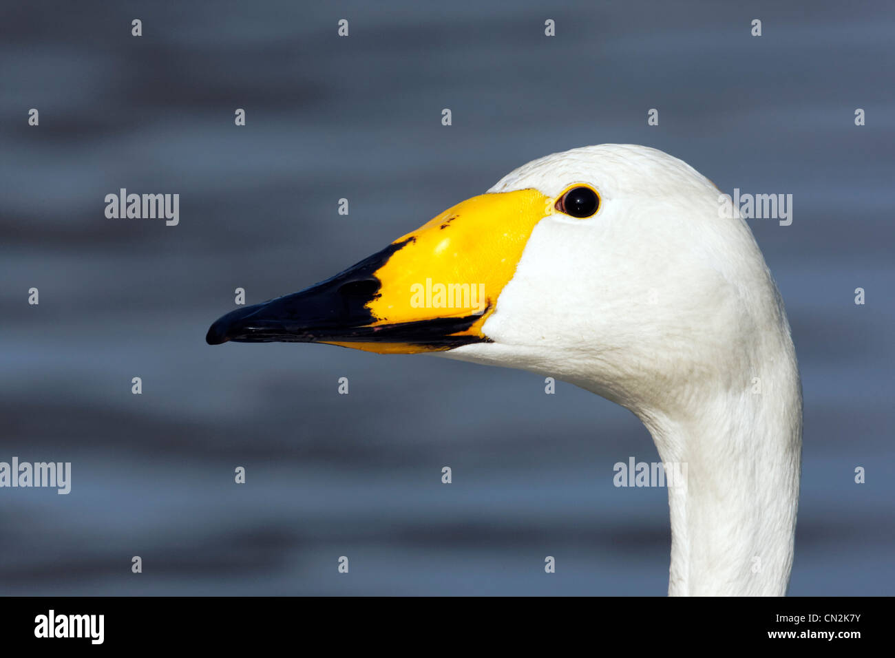 Whooper swan, Cygnus cygnus, singolo uccello colpo alla testa, parchi di Londra, marzo 2012 Foto Stock