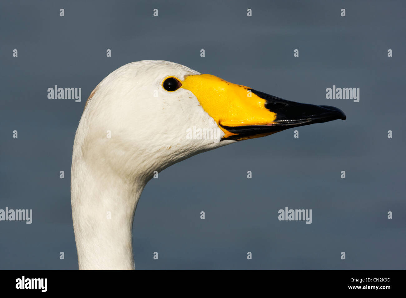 Whooper swan, Cygnus cygnus, singolo uccello colpo alla testa, parchi di Londra, marzo 2012 Foto Stock