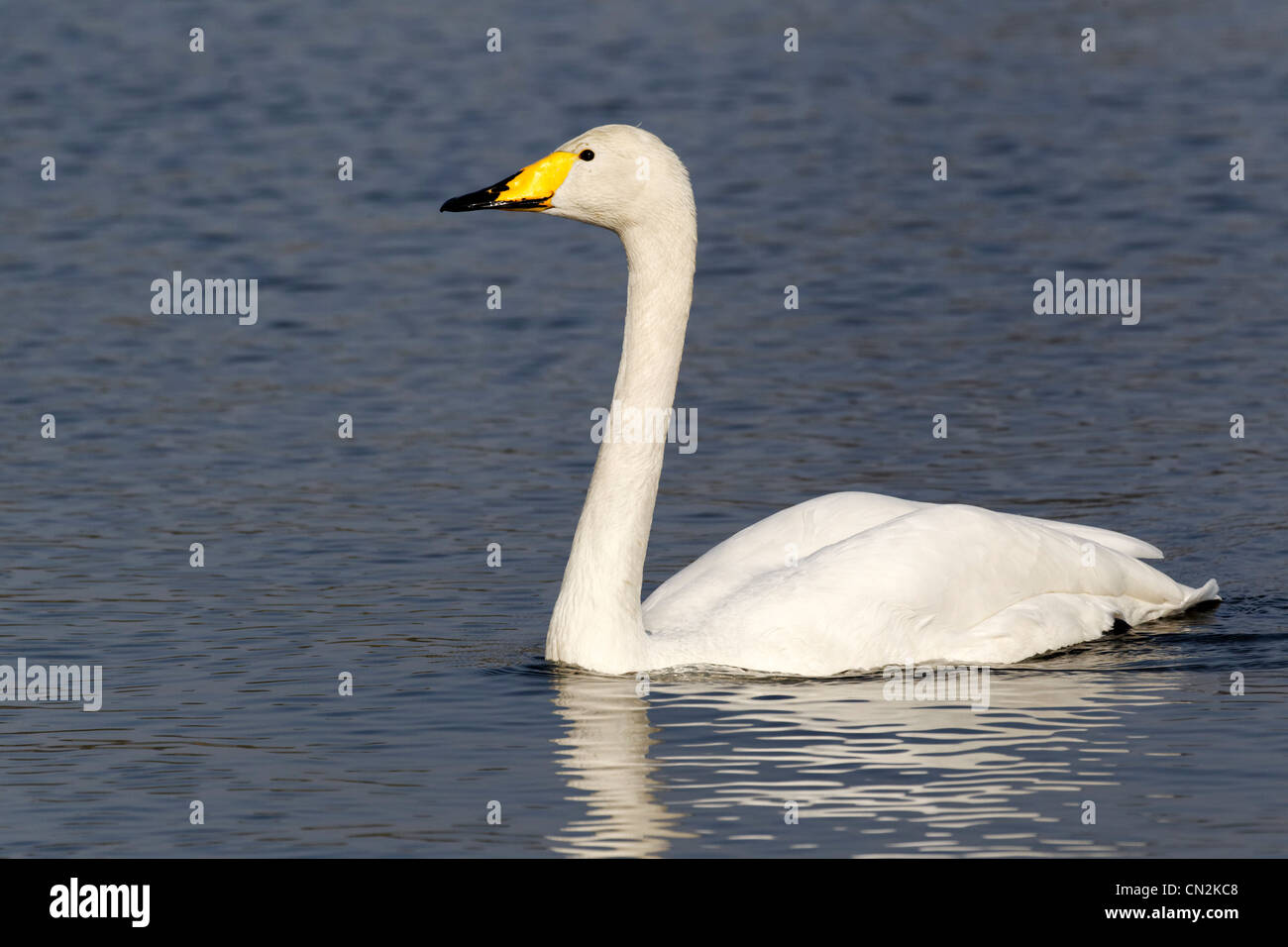 Whooper swan, Cygnus cygnus, singolo uccello sull'acqua, parchi di Londra, marzo 2012 Foto Stock