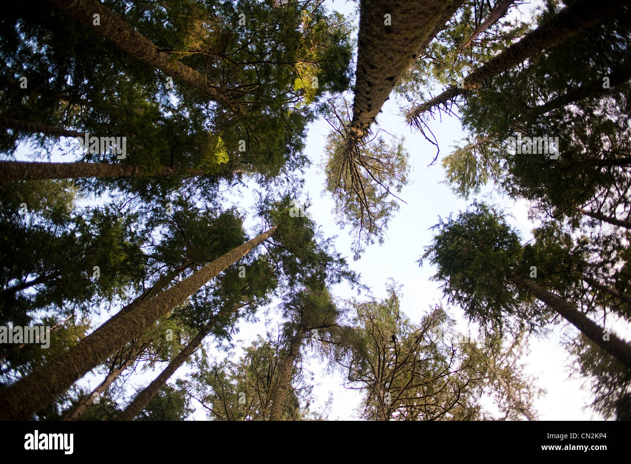 Gli alberi a basso angolo di visione Foto Stock