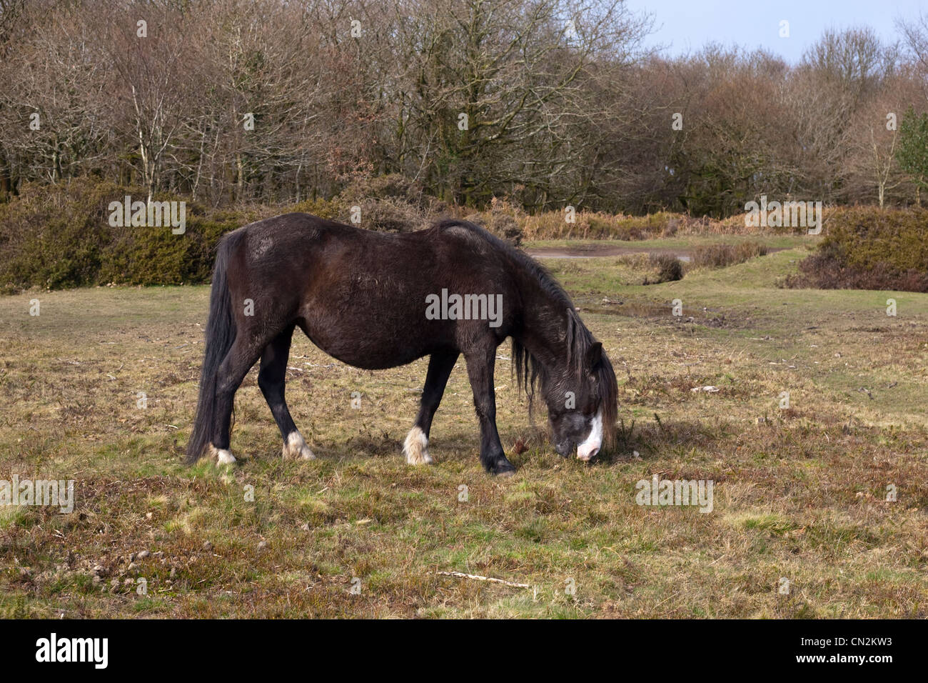 Exmoor pony pascolare sulle colline di Quantock Foto Stock