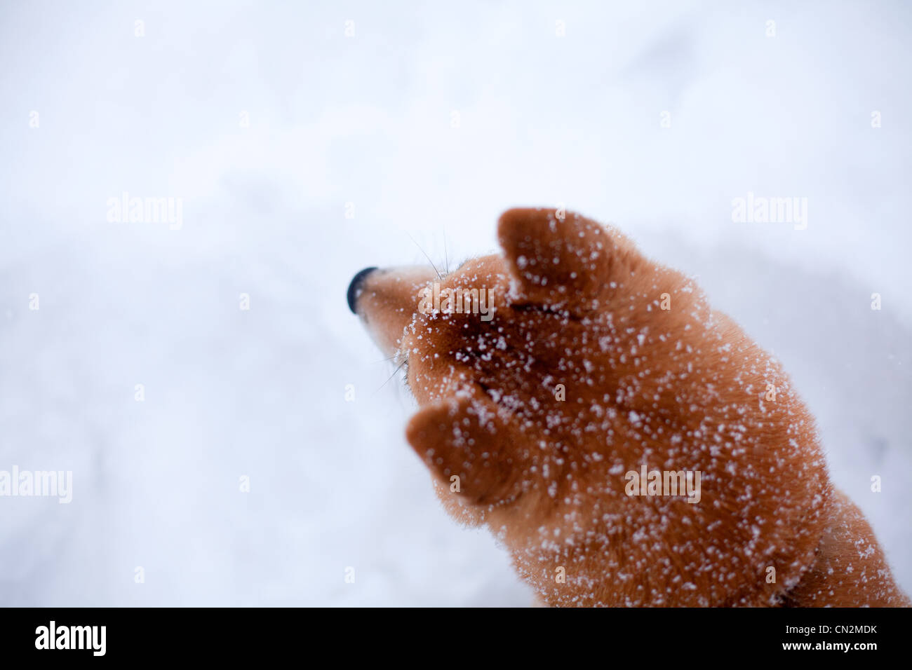 Shiba Inu cane nella neve, close up della testa Foto Stock