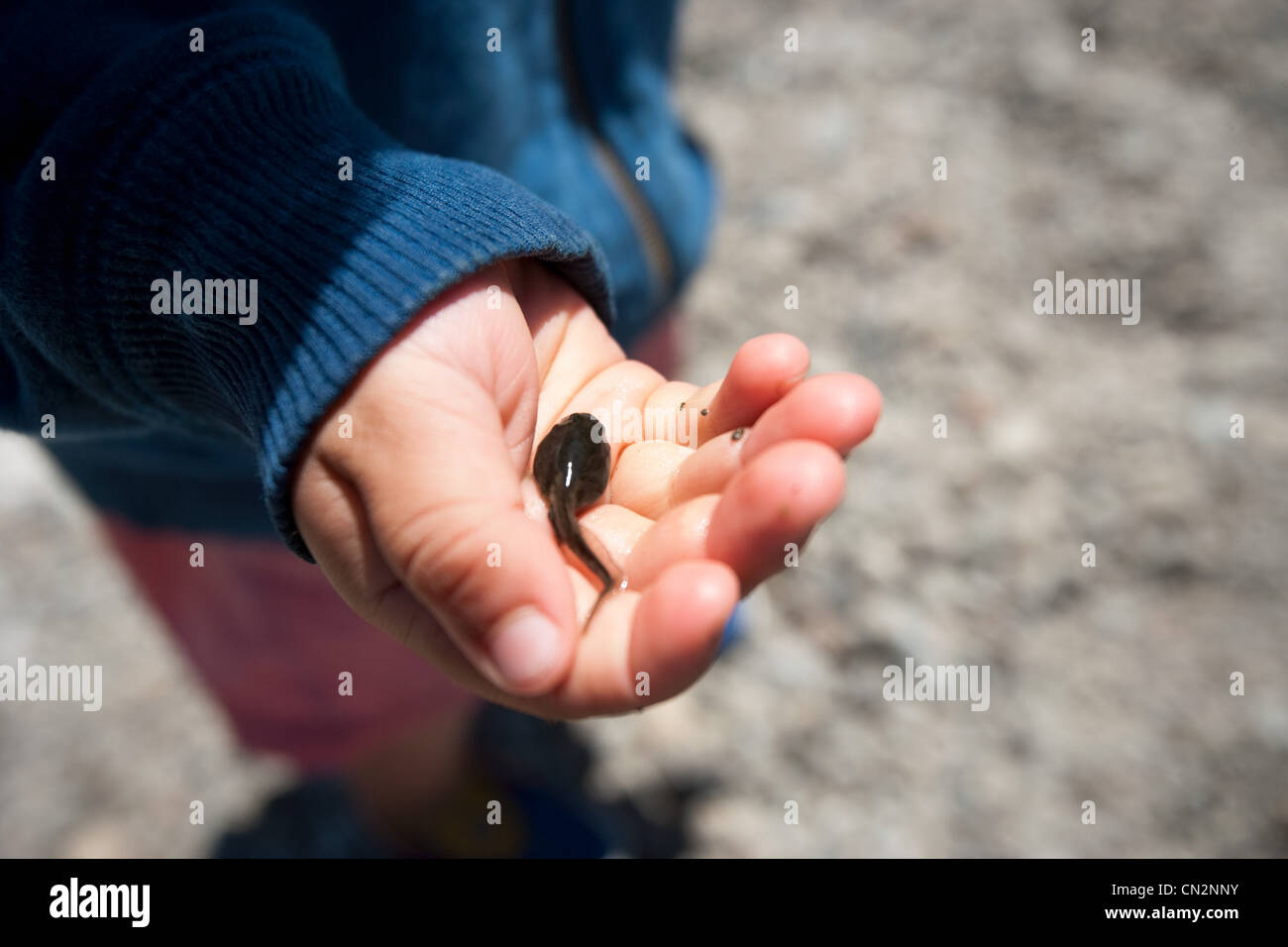 Il Toddler boy holding tadpole nel palmo della mano Foto Stock