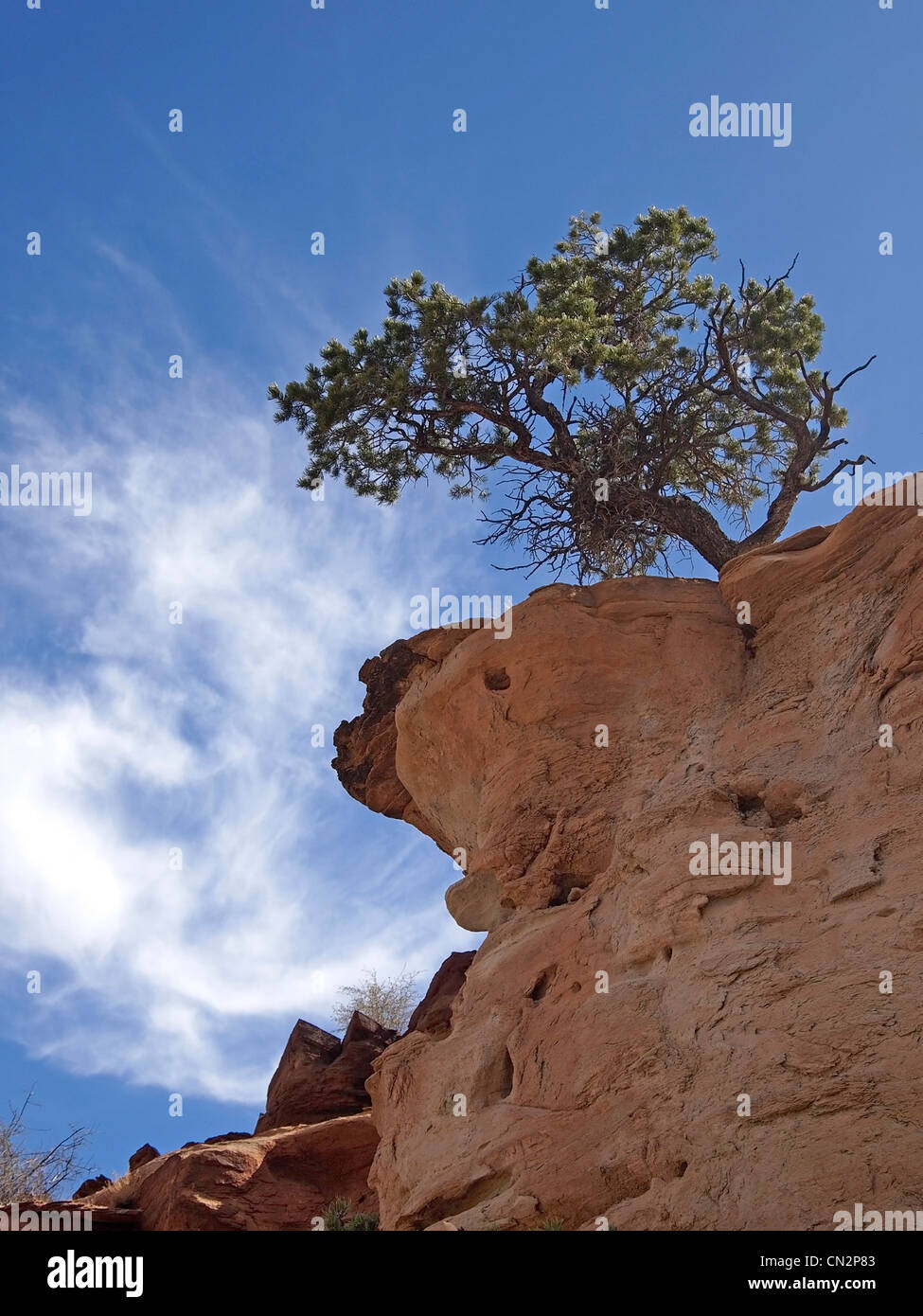 Un piccolo pinyon pine tree sul bordo di una scogliera nel deserto. Foto Stock